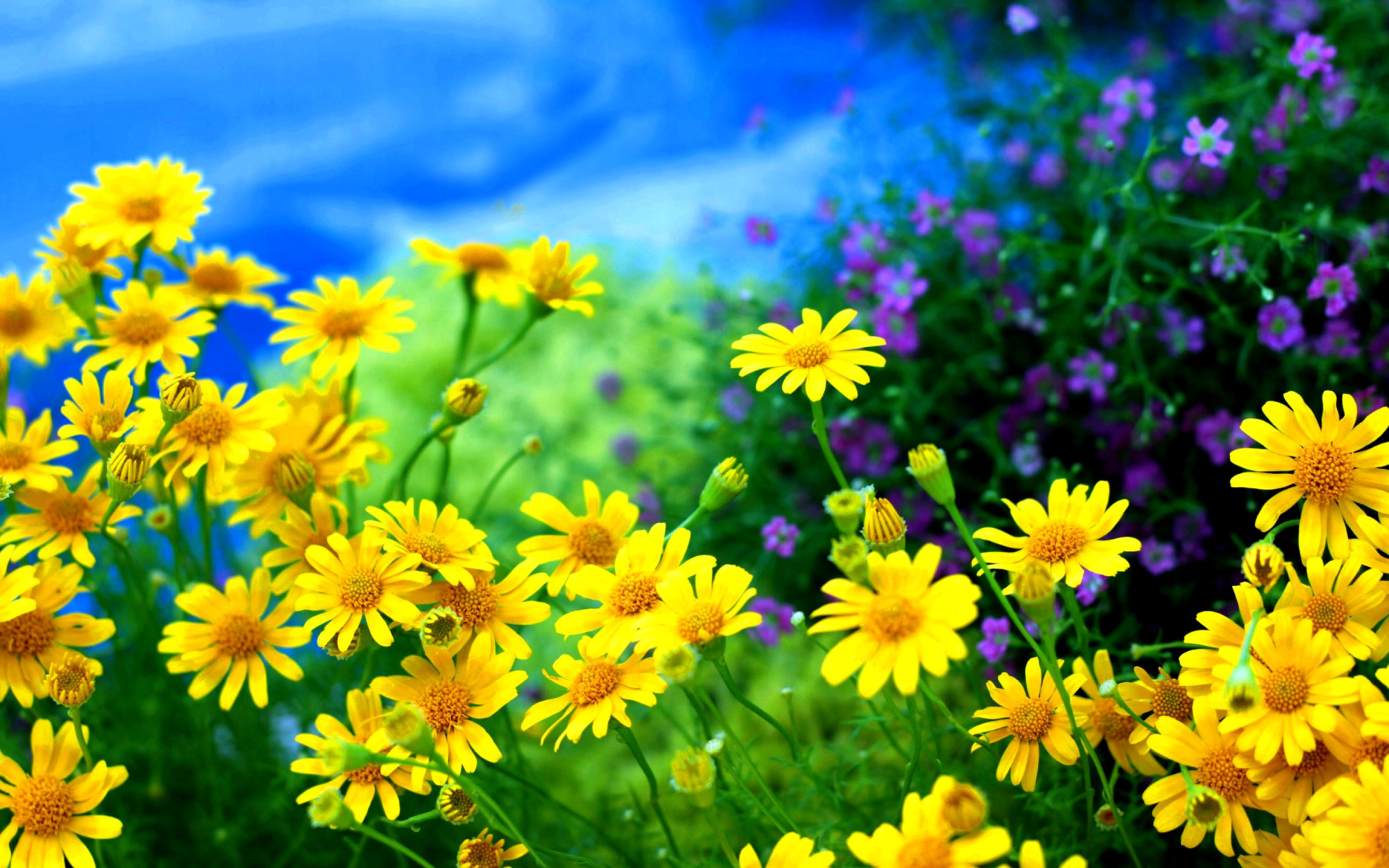 Скачать картинку Цветок, Крупный План, Желтый Цветок, Земля/природа, Дейзи, Флауэрсы в телефон бесплатно.