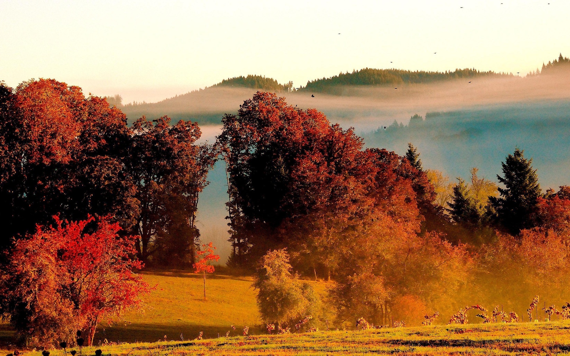 Handy-Wallpaper Natur, Herbst, Wald, Baum, Blatt, Gebirge, Szene, Jahreszeit, Erde/natur kostenlos herunterladen.