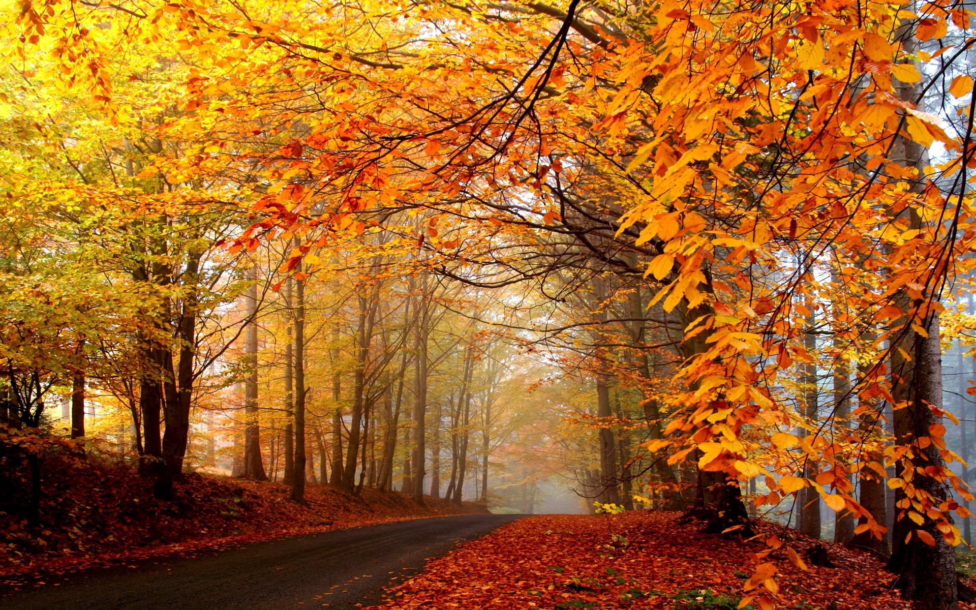 115524 завантажити шпалери осінь, природа, дерева, листя, жовтий, дорога, туман, асфальт, імла, яскраво, димка - заставки і картинки безкоштовно