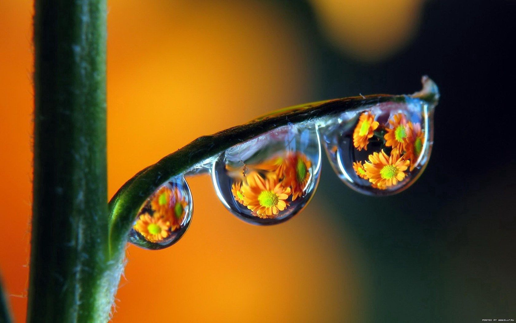 drops, reflection, macro, multicolored, motley, dew QHD