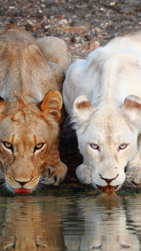 Téléchargez des papiers peints mobile Animaux, Chats, Lion gratuitement.