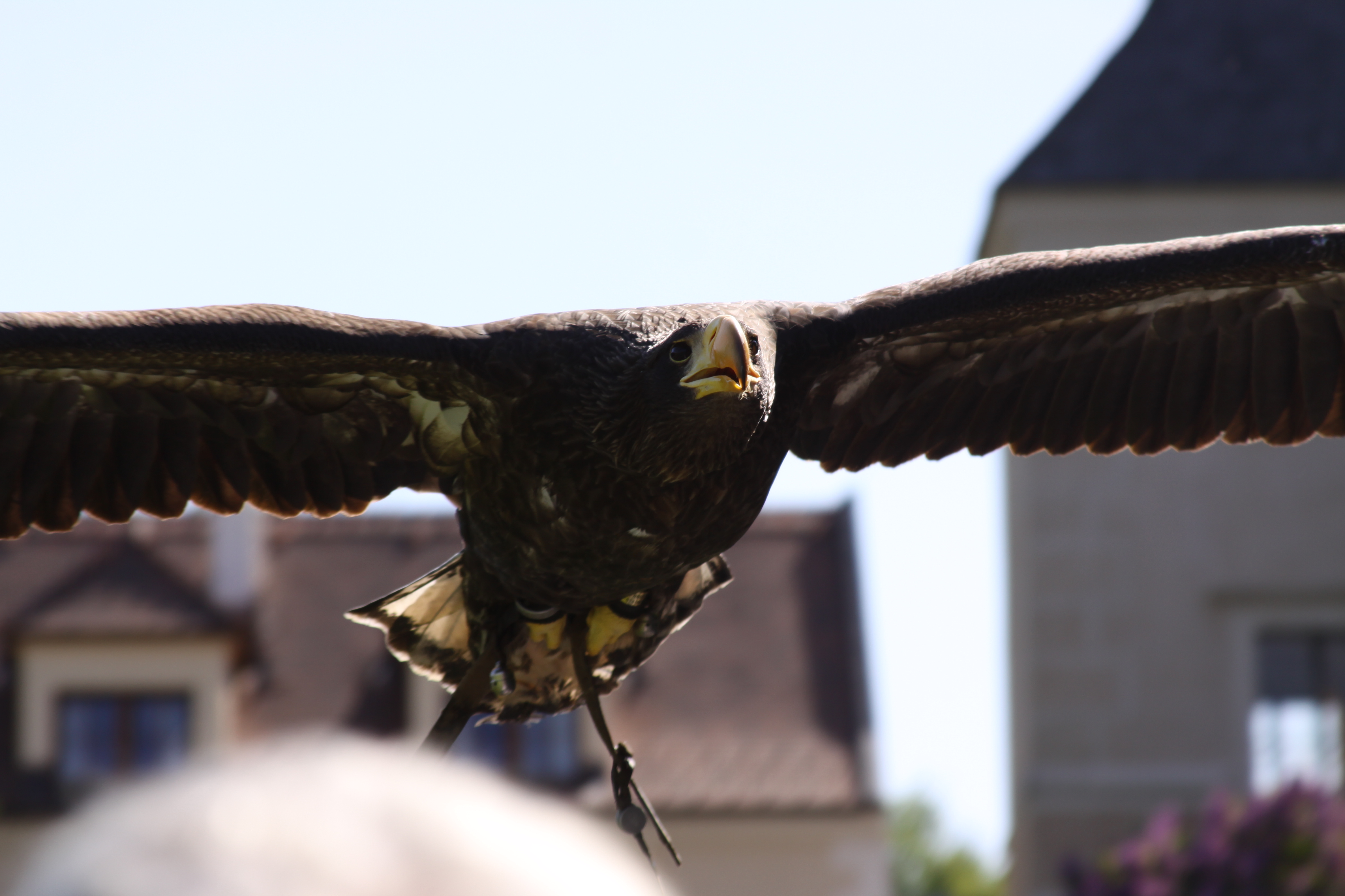 Baixe gratuitamente a imagem Animais, Aves, Águia na área de trabalho do seu PC