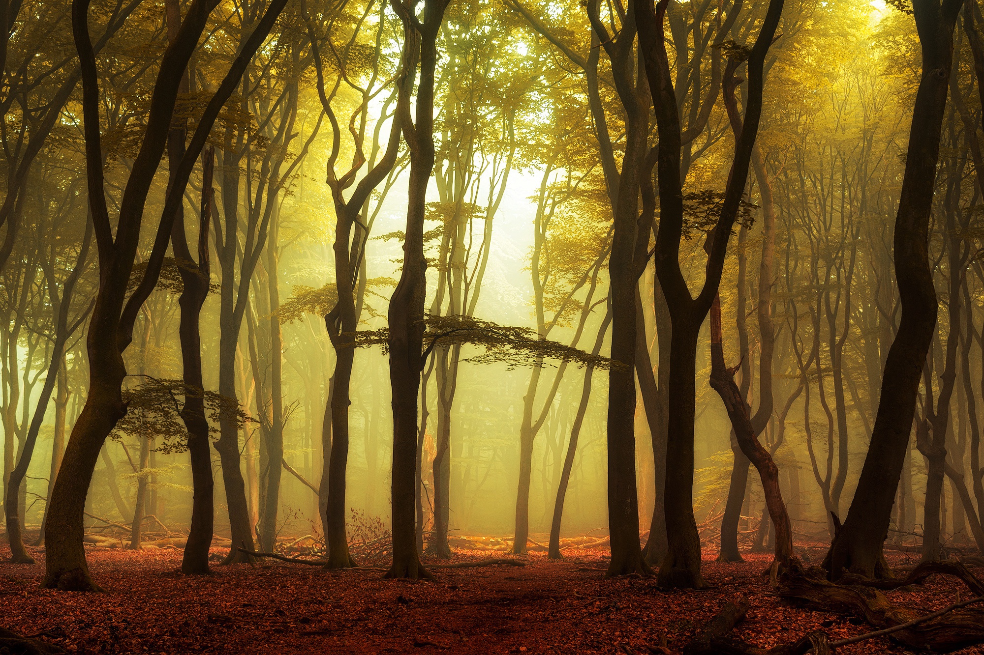 Download mobile wallpaper Nature, Forest, Tree, Fog, Fall, Earth, Sunbeam for free.