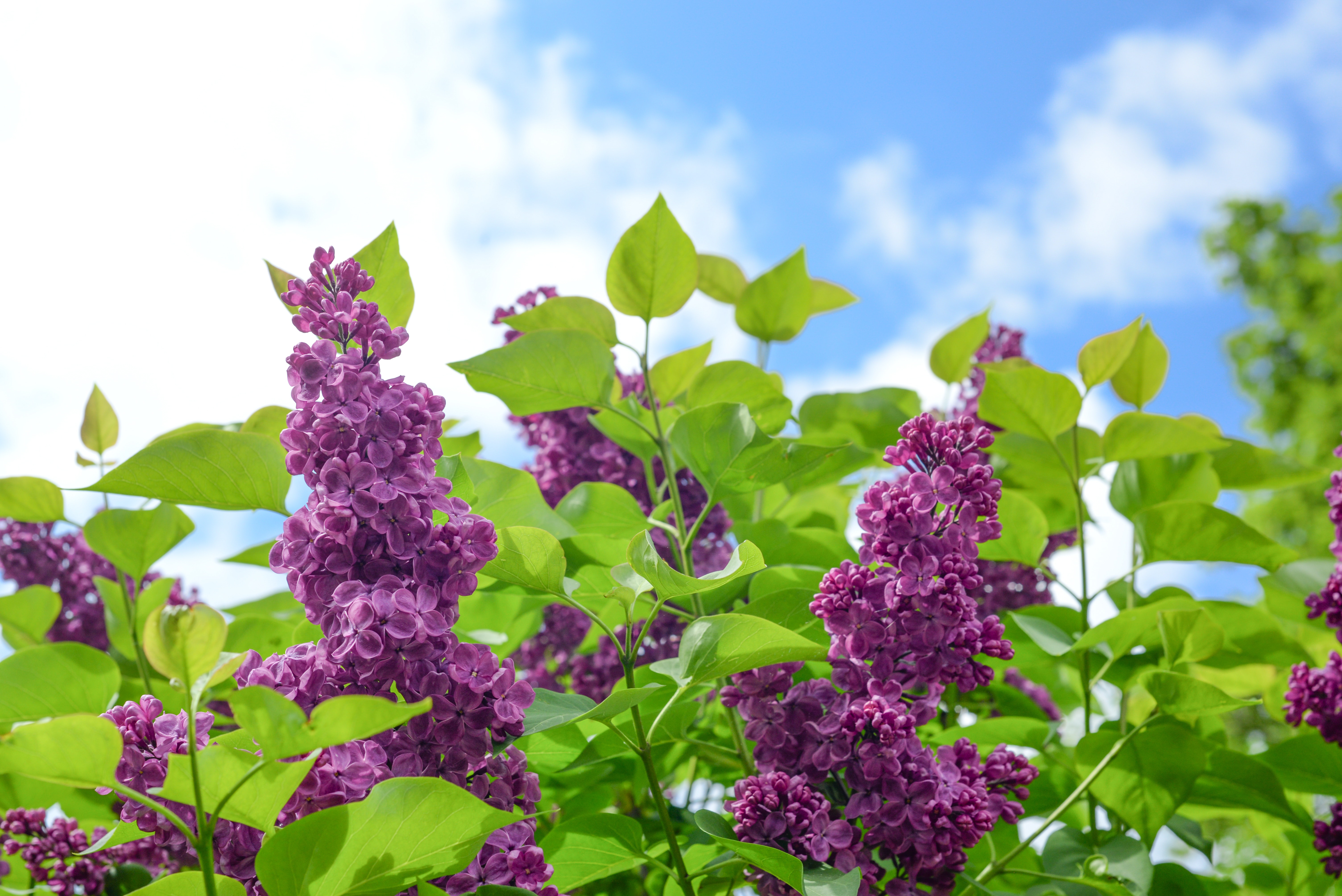 Free download wallpaper Flowers, Lilac, Flower, Earth, Purple Flower on your PC desktop