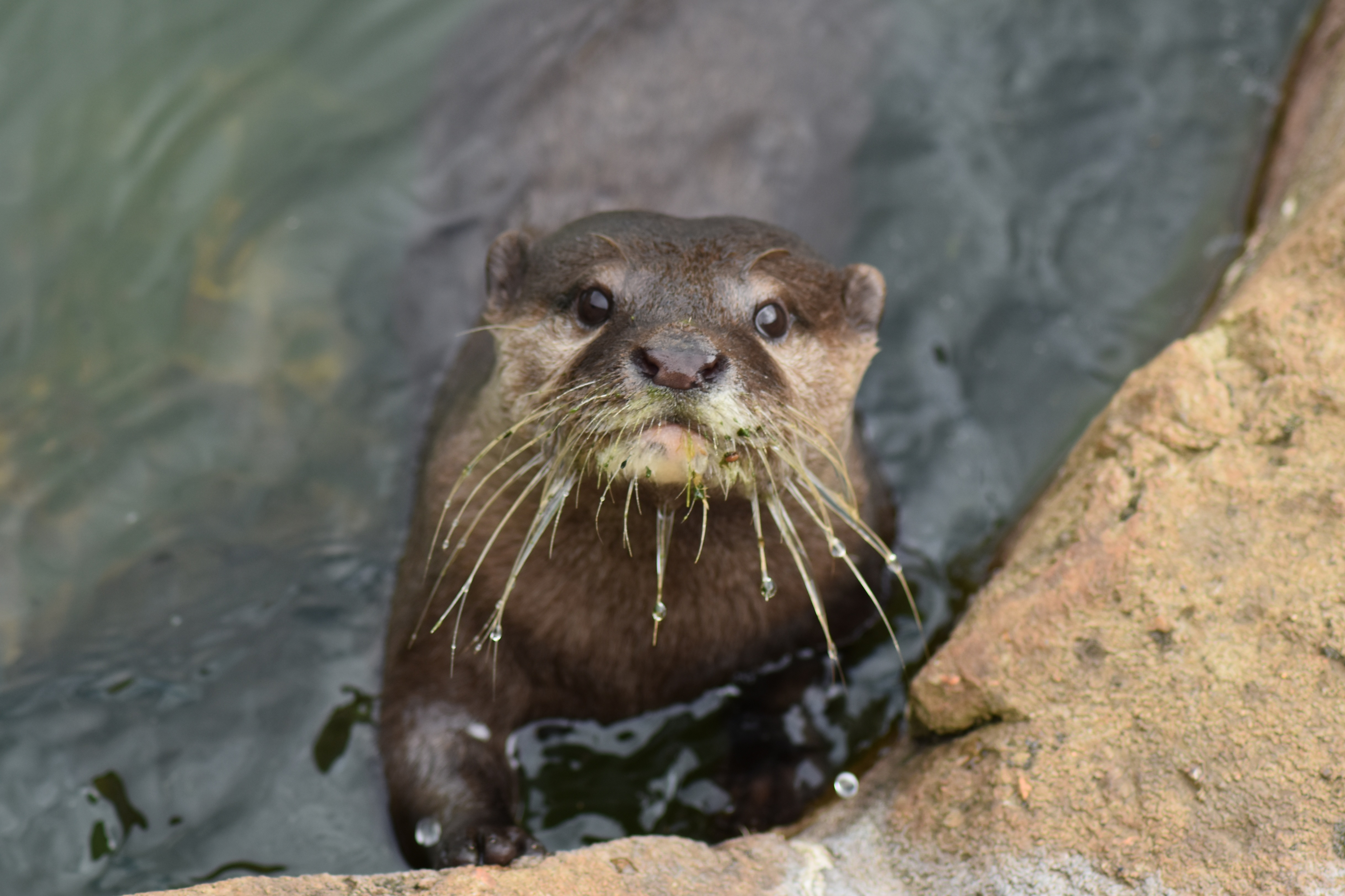Laden Sie das Tiere, Wasser, Schnauze, Otter-Bild kostenlos auf Ihren PC-Desktop herunter