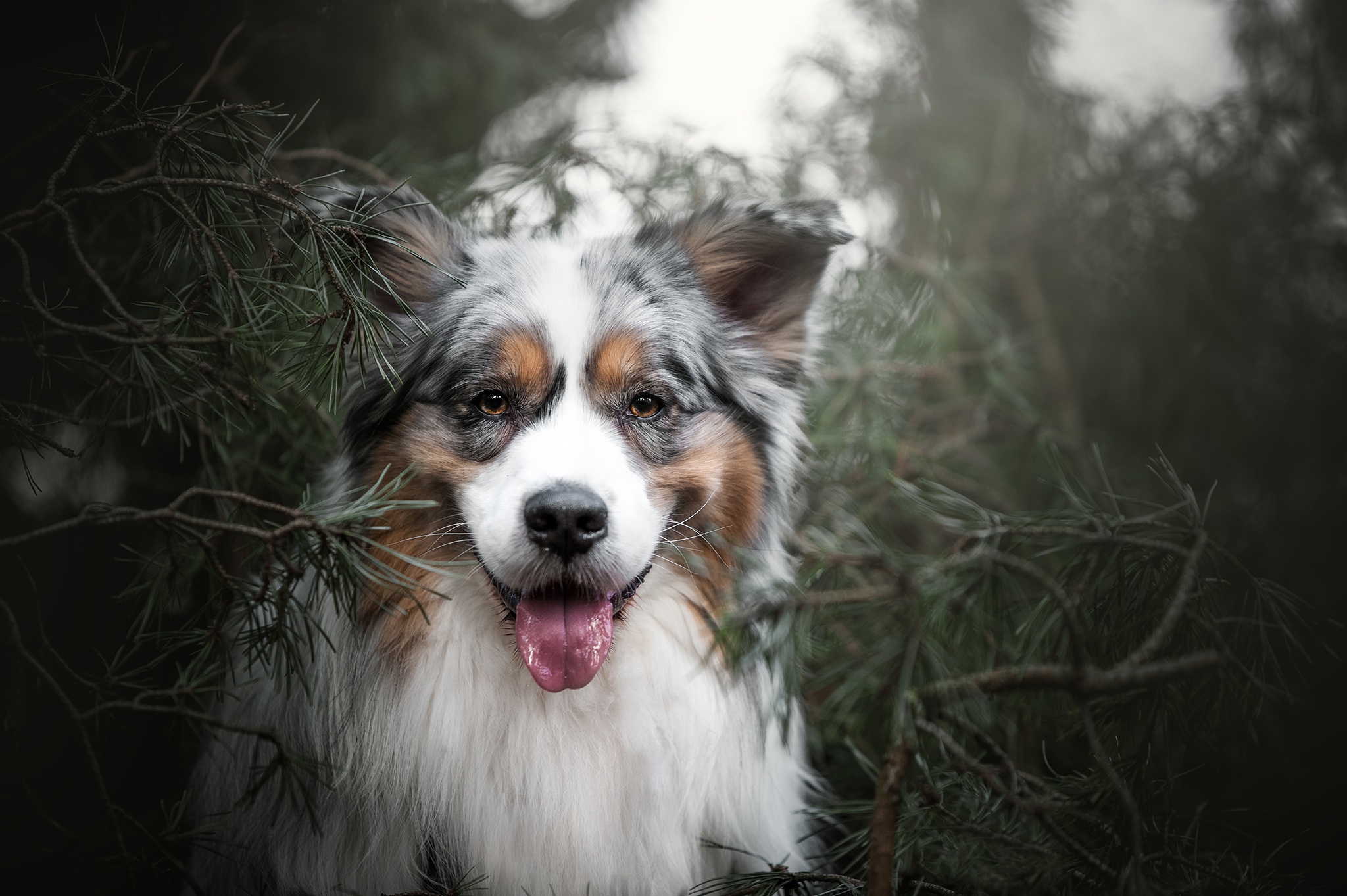 Descarga gratuita de fondo de pantalla para móvil de Animales, Perros, Perro, Pastor Australiano.