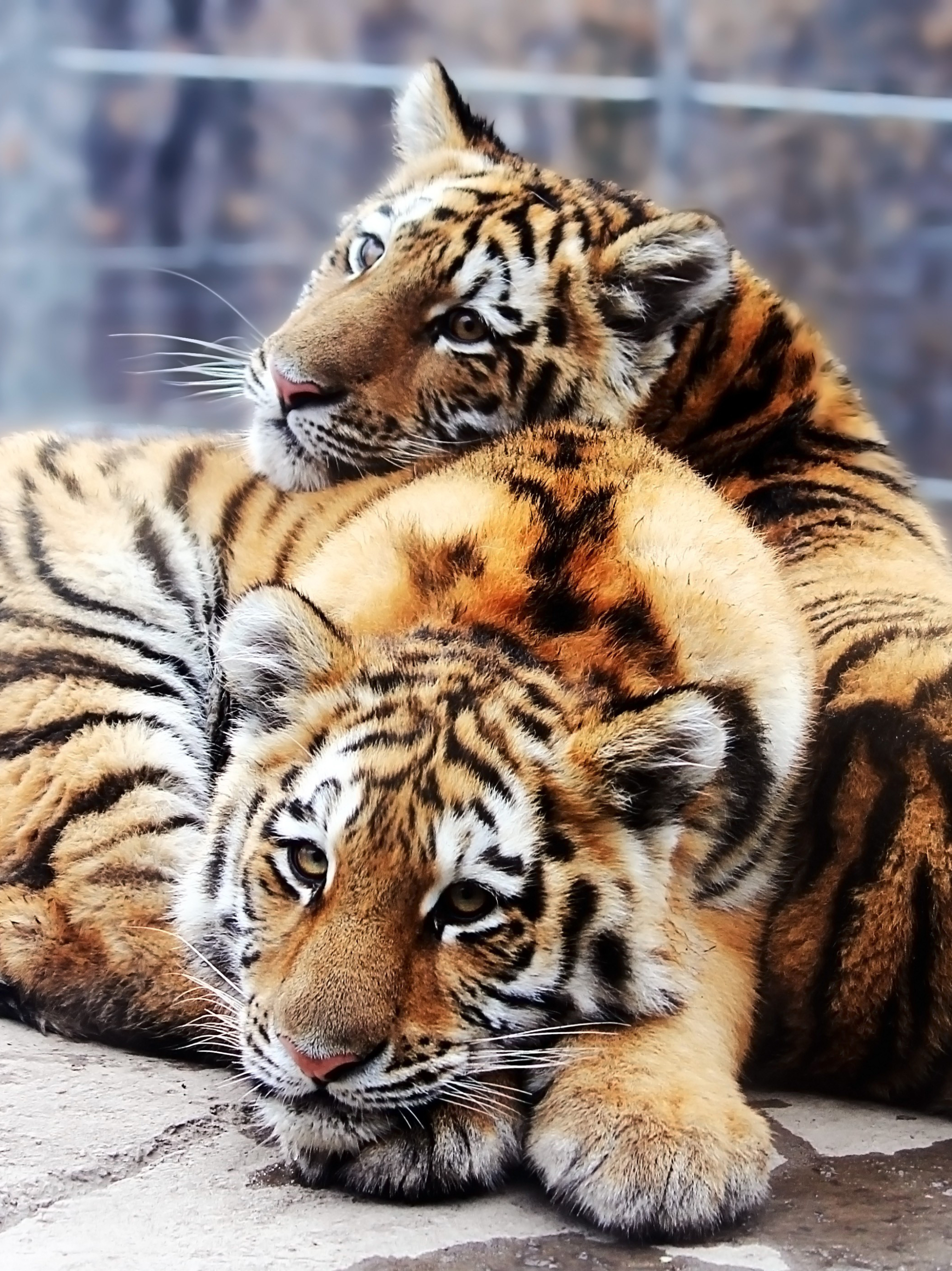 Скачать обои бесплатно Животные, Кошки, Тигр картинка на рабочий стол ПК
