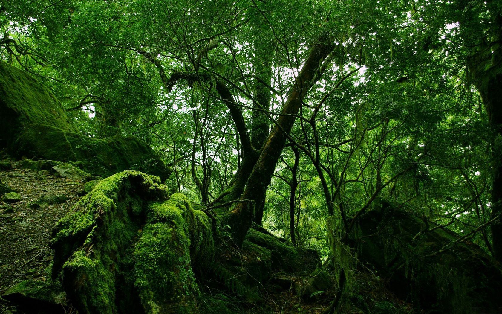 100522 descargar fondo de pantalla naturaleza, verde, bosque, musgo, jungla, matorrales, matorral, wilds: protectores de pantalla e imágenes gratis