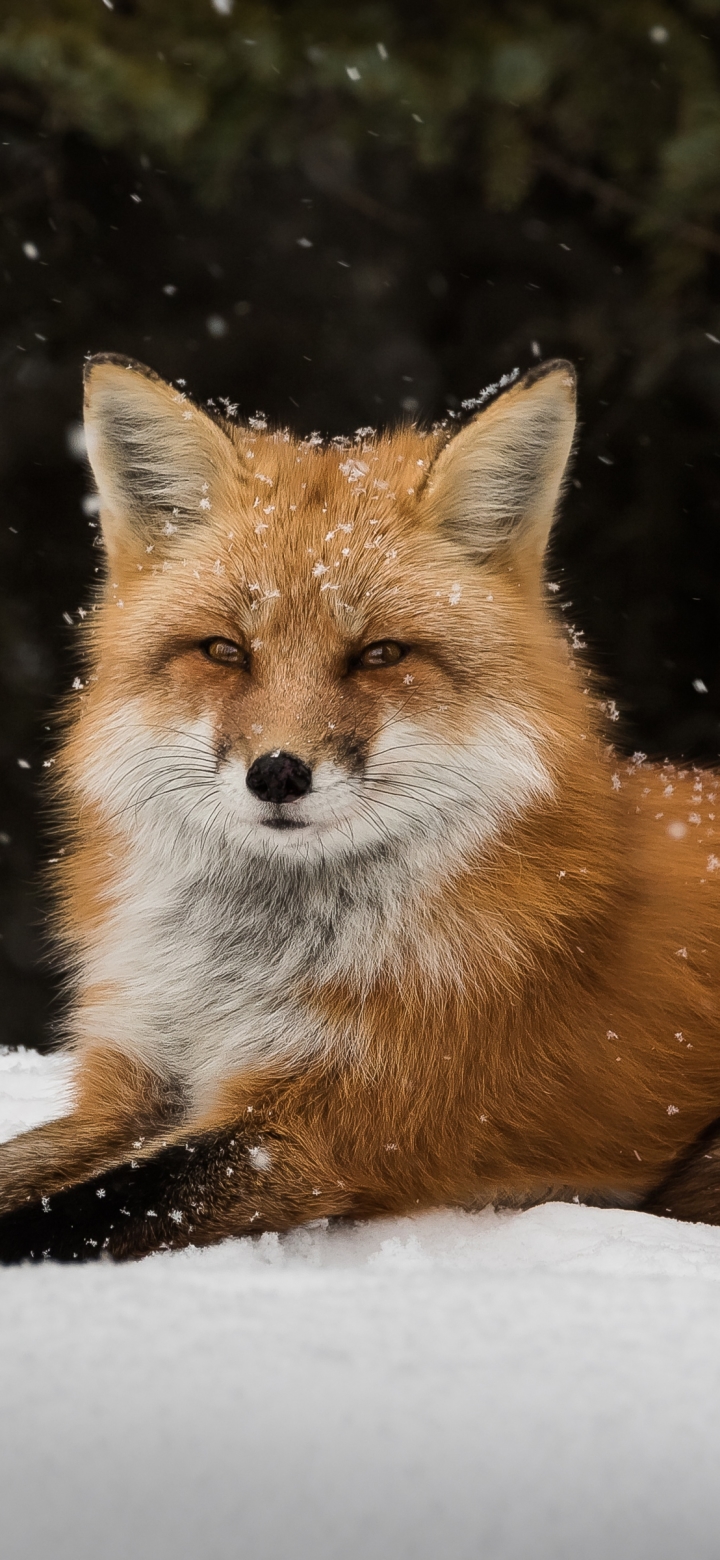 Handy-Wallpaper Tiere, Schnee, Nahansicht, Fuchs, Schneefall kostenlos herunterladen.