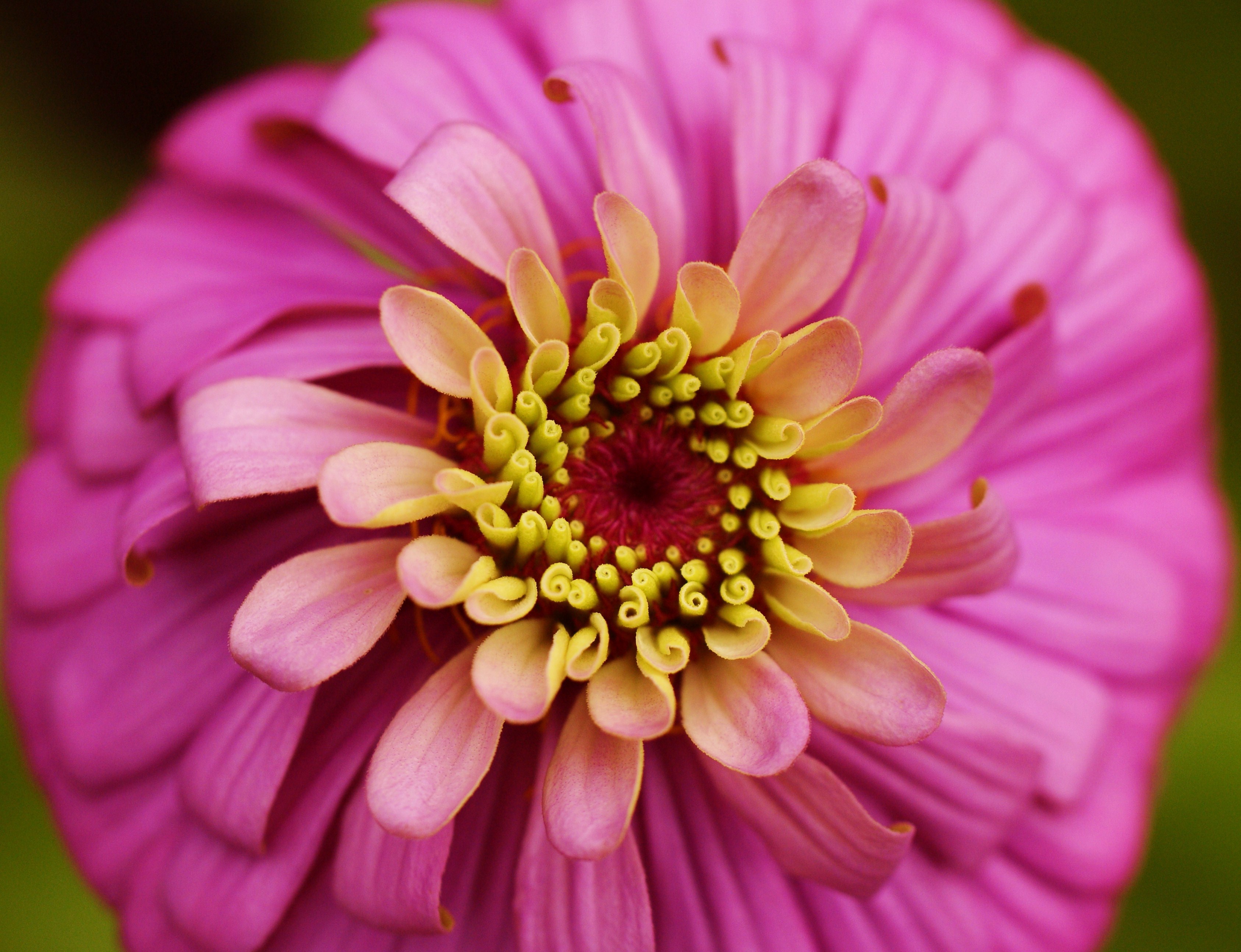 Download mobile wallpaper Flowers, Flower, Earth, Daisy, Dahlia, Pink Flower for free.