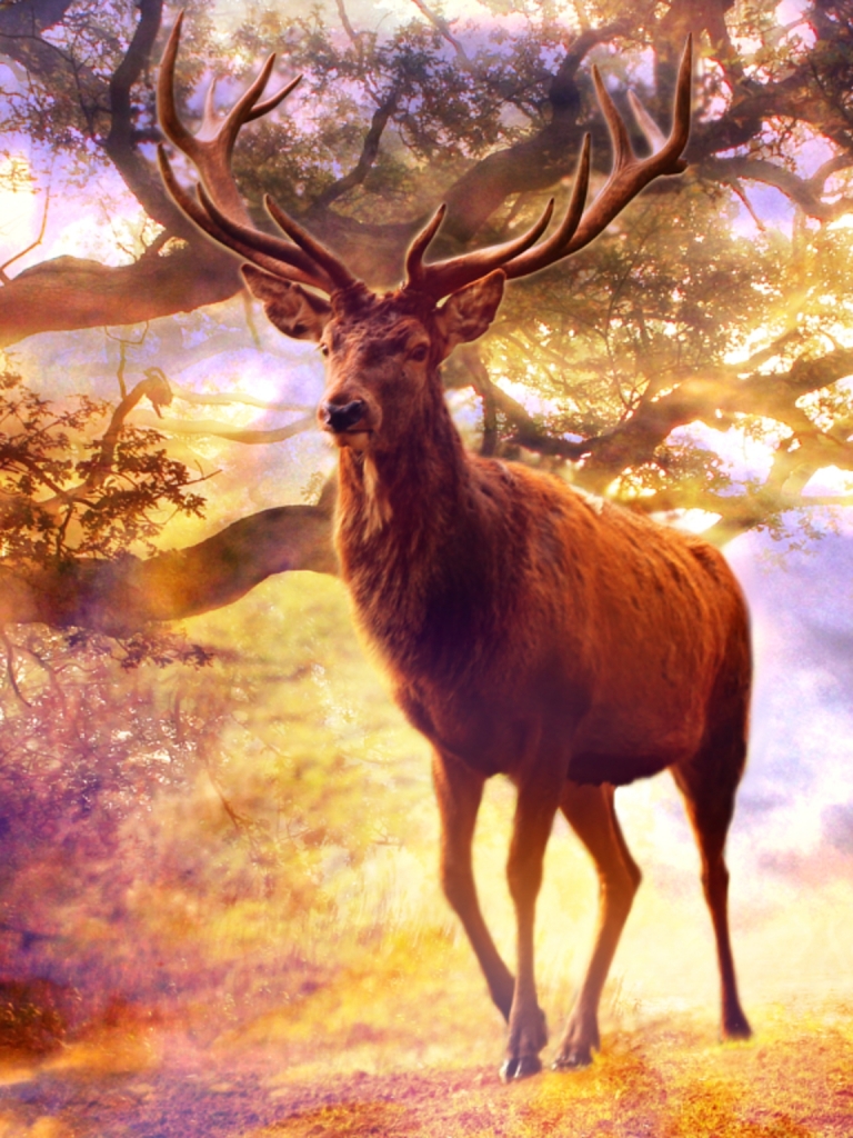 animal, deer, stag download HD wallpaper