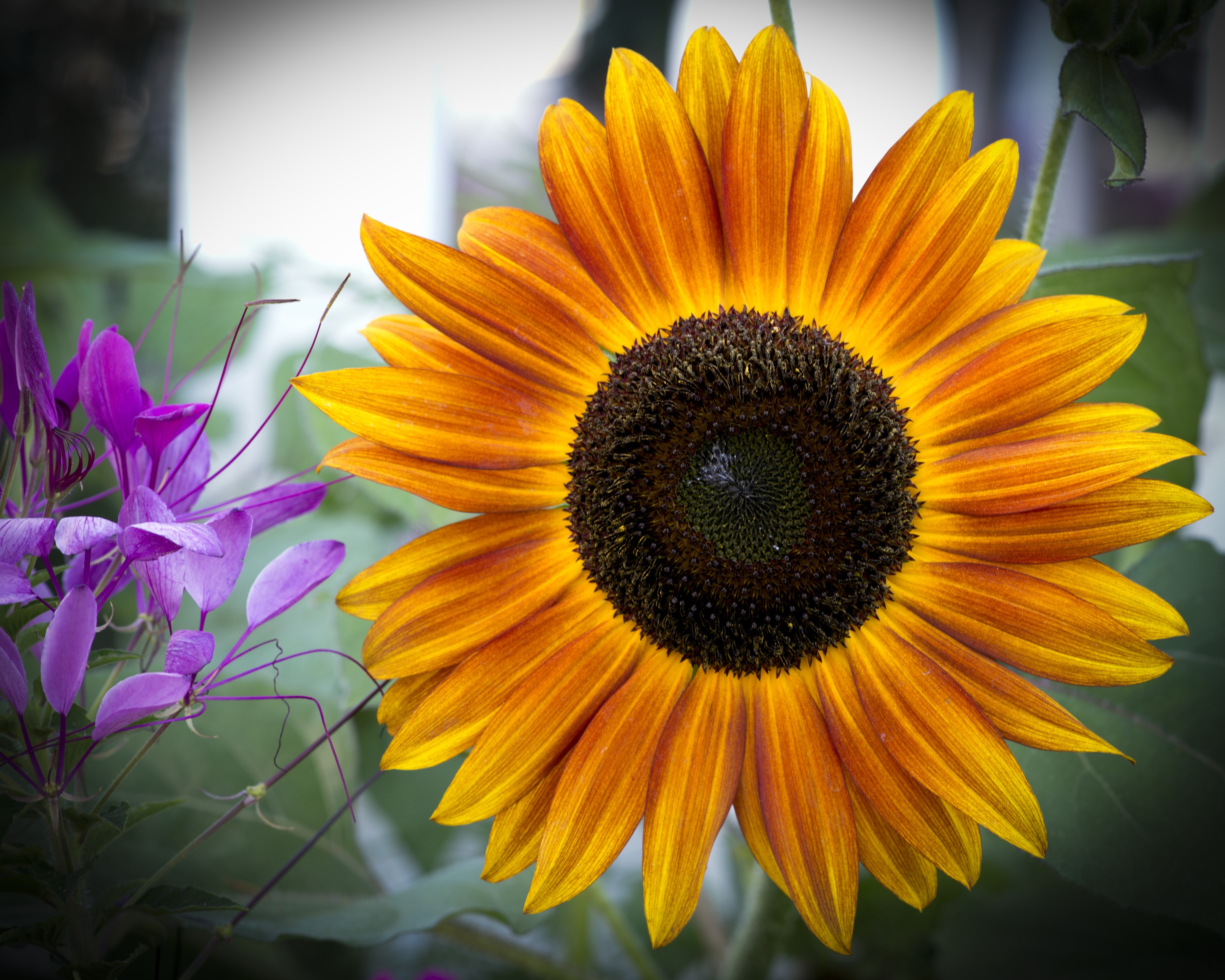Free download wallpaper Nature, Flowers, Flower, Earth, Sunflower, Yellow Flower on your PC desktop