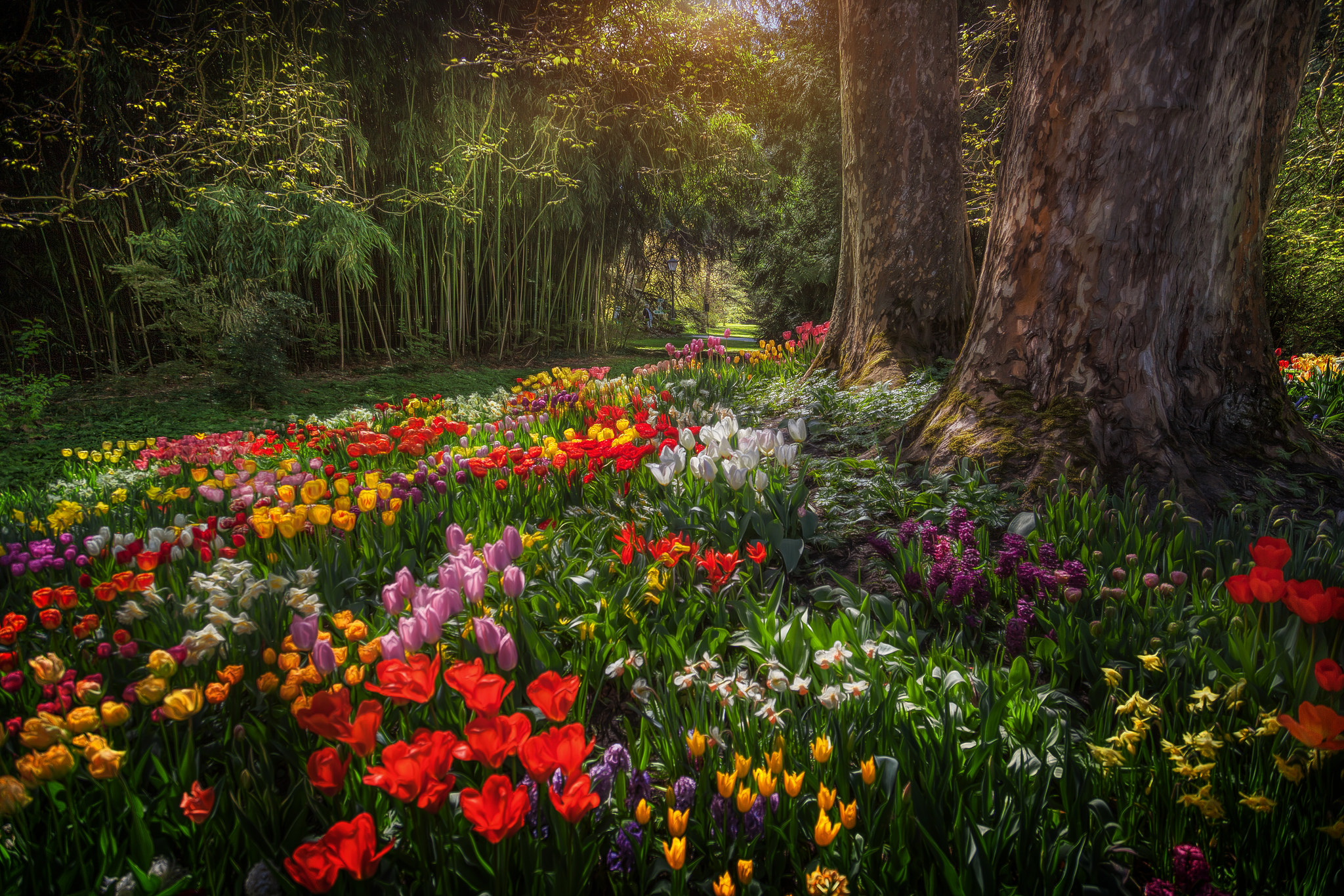 Скачать картинку Парк, Цвета, Красочный, Весна, Тюльпан, Земля/природа в телефон бесплатно.