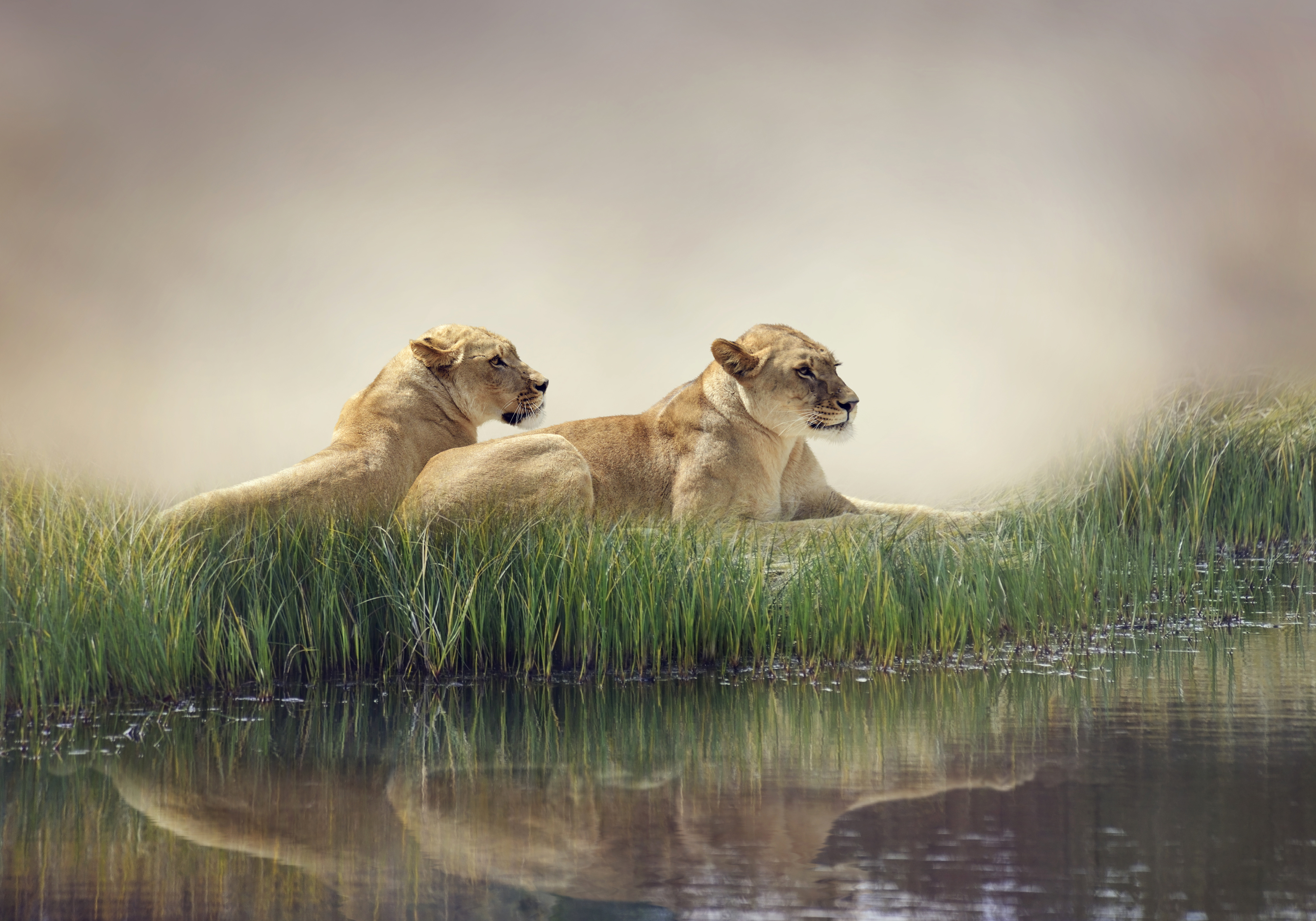 Download mobile wallpaper Cats, Reflection, Lion, Animal for free.