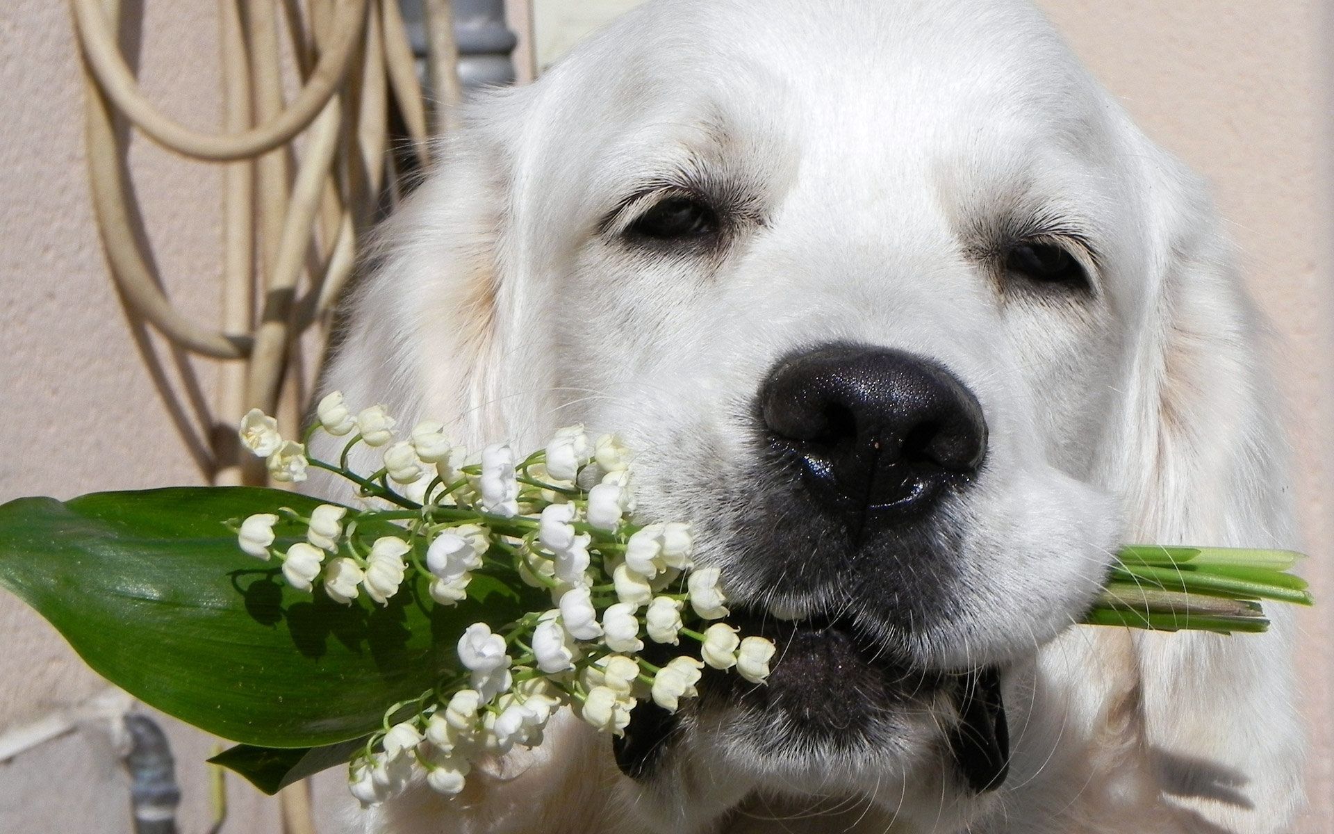 lily of the valley, animals, flowers, dog, muzzle, bouquet, nose