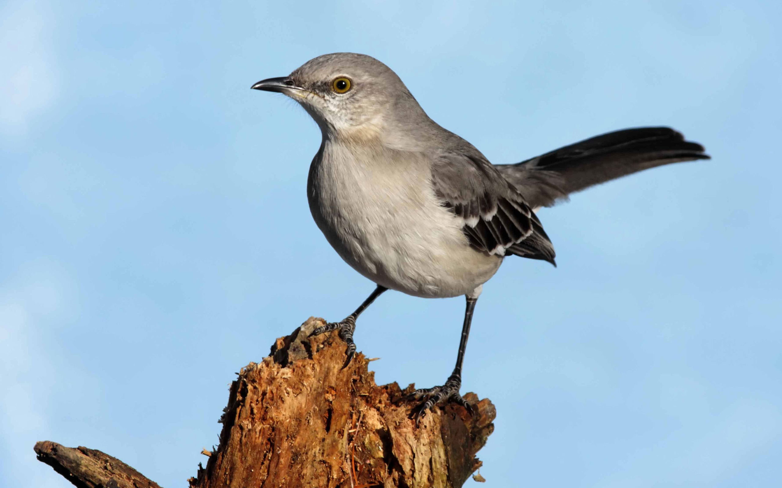 Baixar papel de parede para celular de Pássaro, Aves, Animais gratuito.