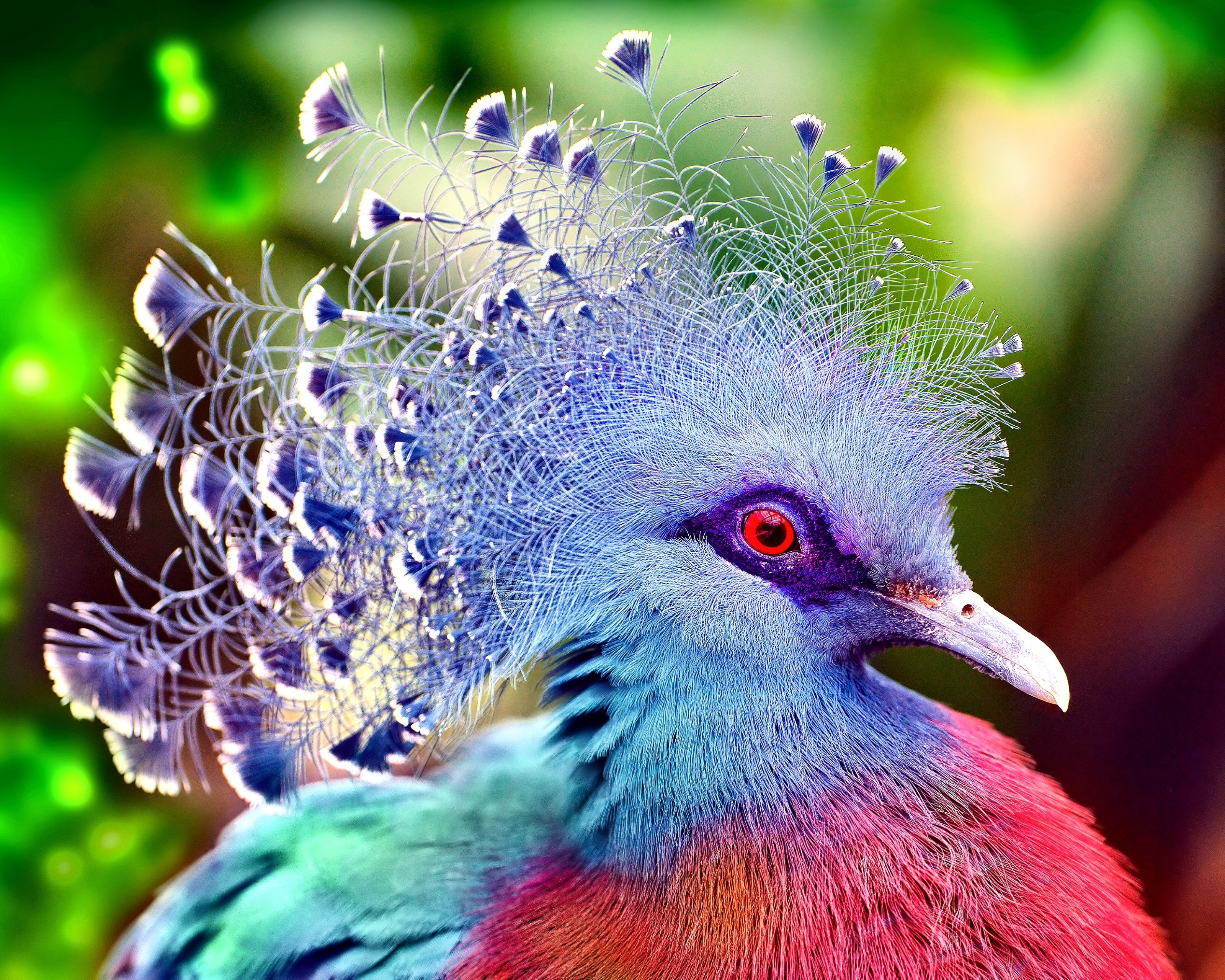 1125837 скачать картинку животные, венценосный голубь виктории, птицы, птица, красочный, голубь - обои и заставки бесплатно
