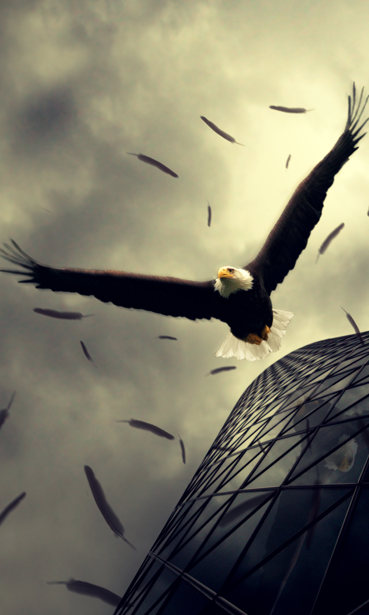 Download mobile wallpaper Birds, Animal, Eagle, Bald Eagle for free.