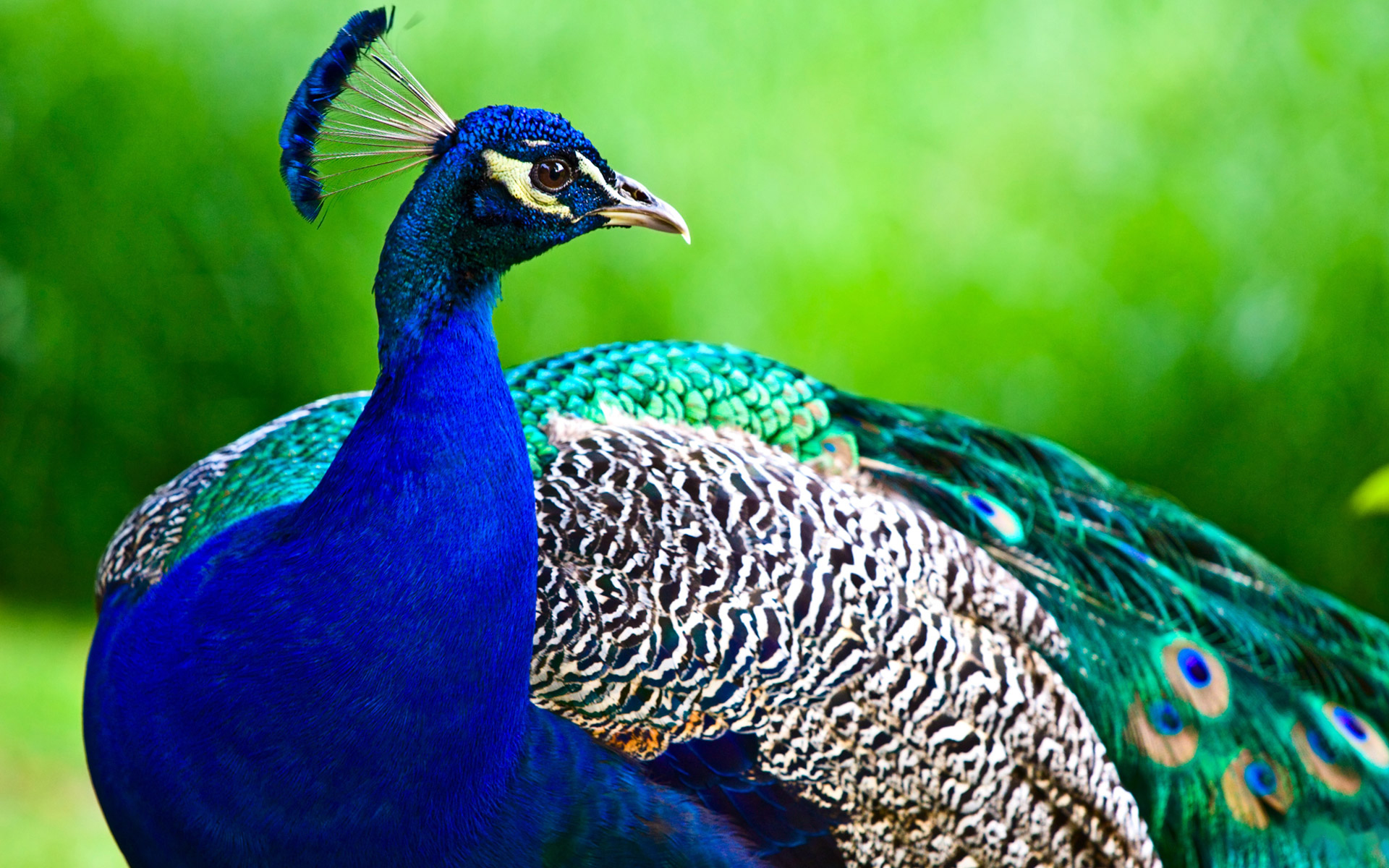 Download mobile wallpaper Peacock, Birds, Animal for free.