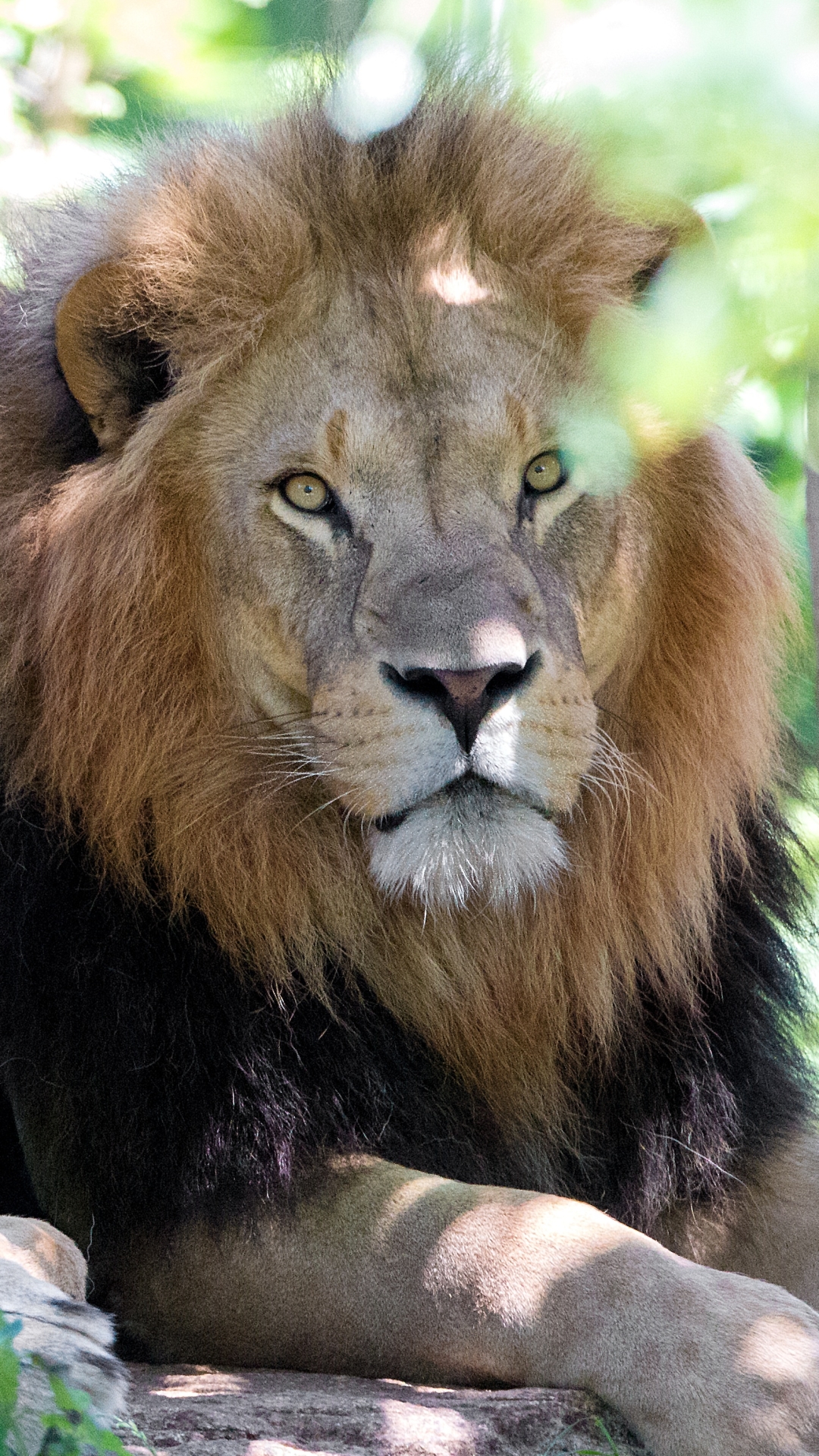 Téléchargez des papiers peints mobile Animaux, Chats, Lion gratuitement.