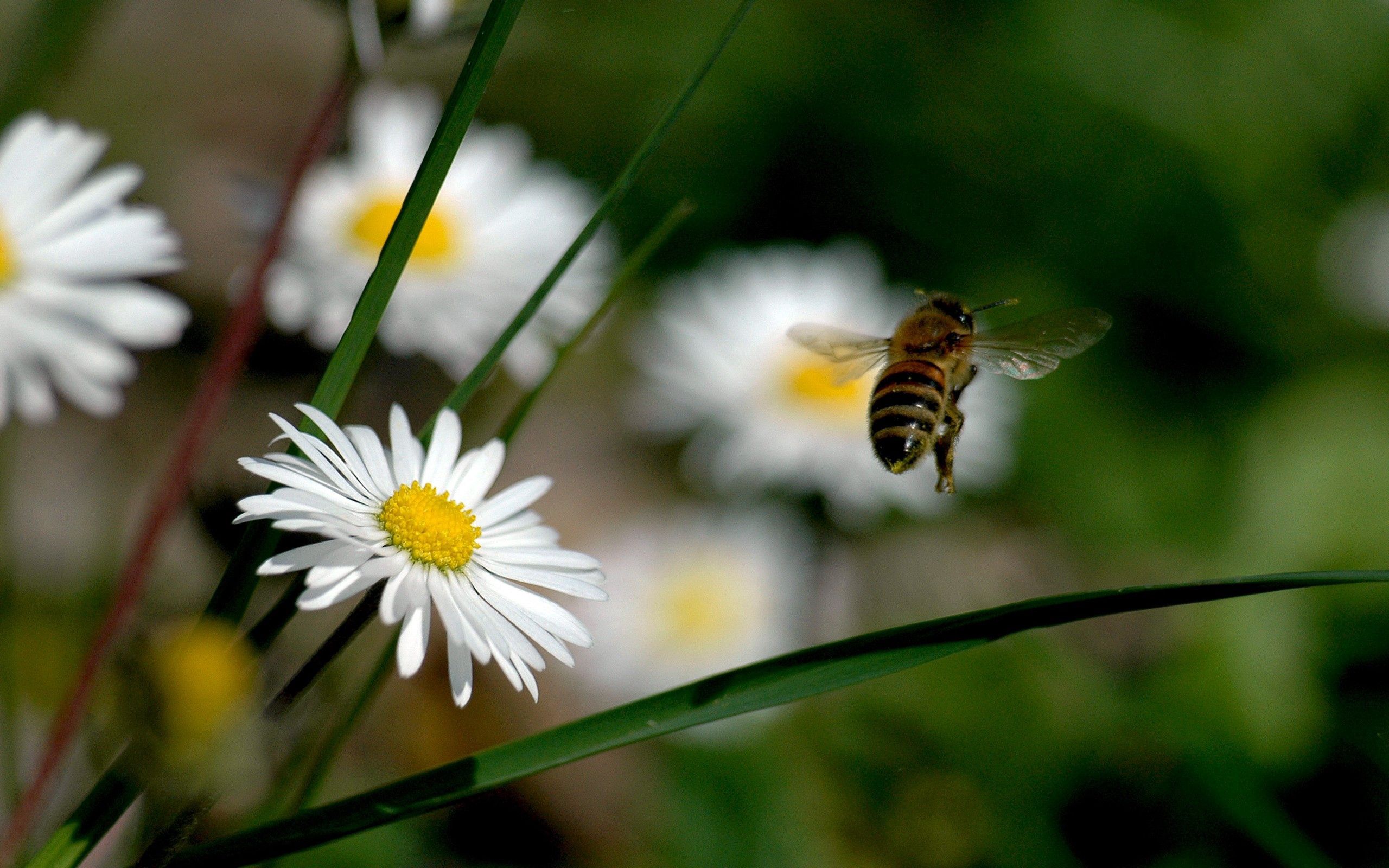 flowers, grass, macro, field, flight, bee, pollination 2160p
