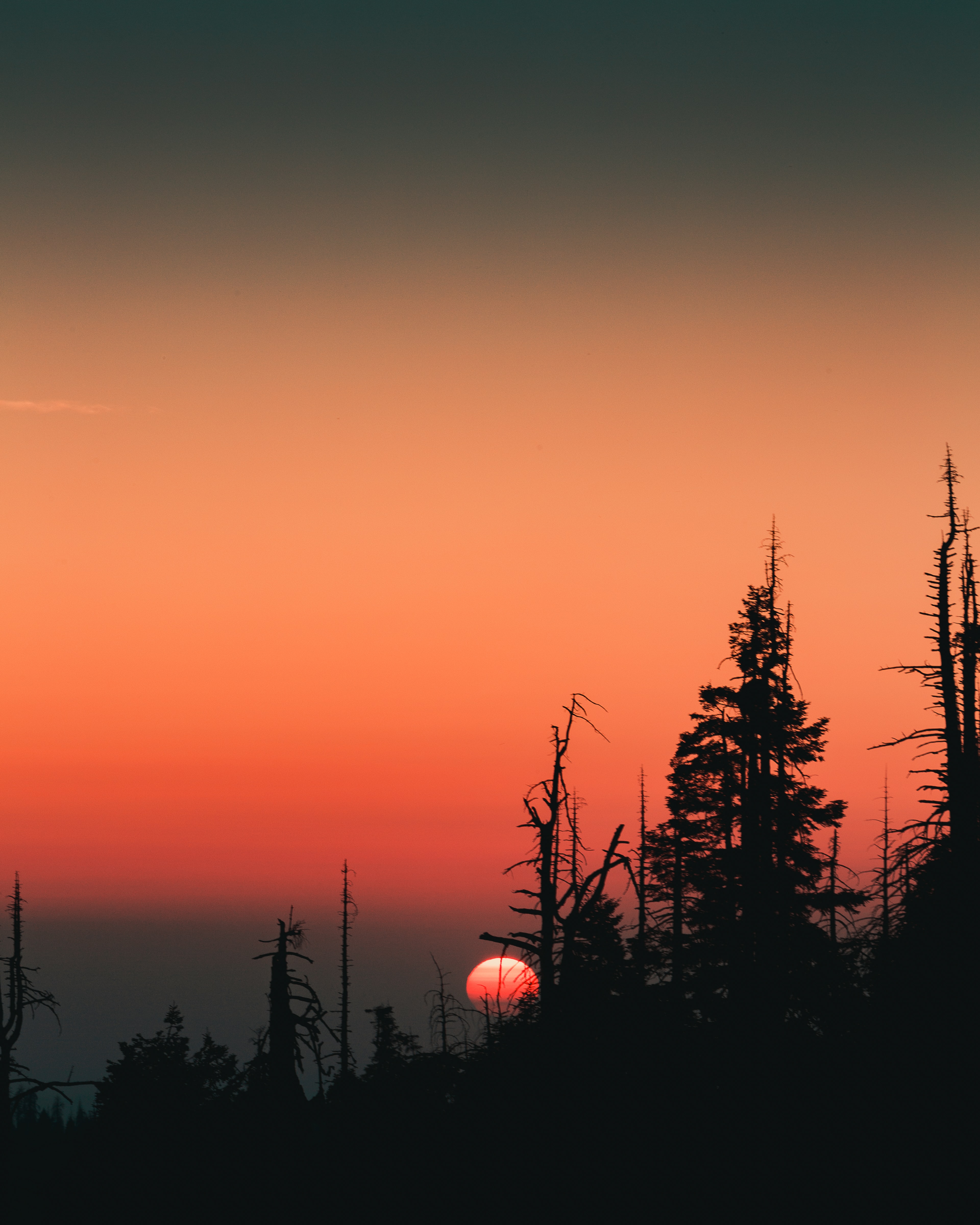 Laden Sie das Bäume, Sunset, Sky, Sun, Silhouette, Fichte, Fir, Dunkel-Bild kostenlos auf Ihren PC-Desktop herunter