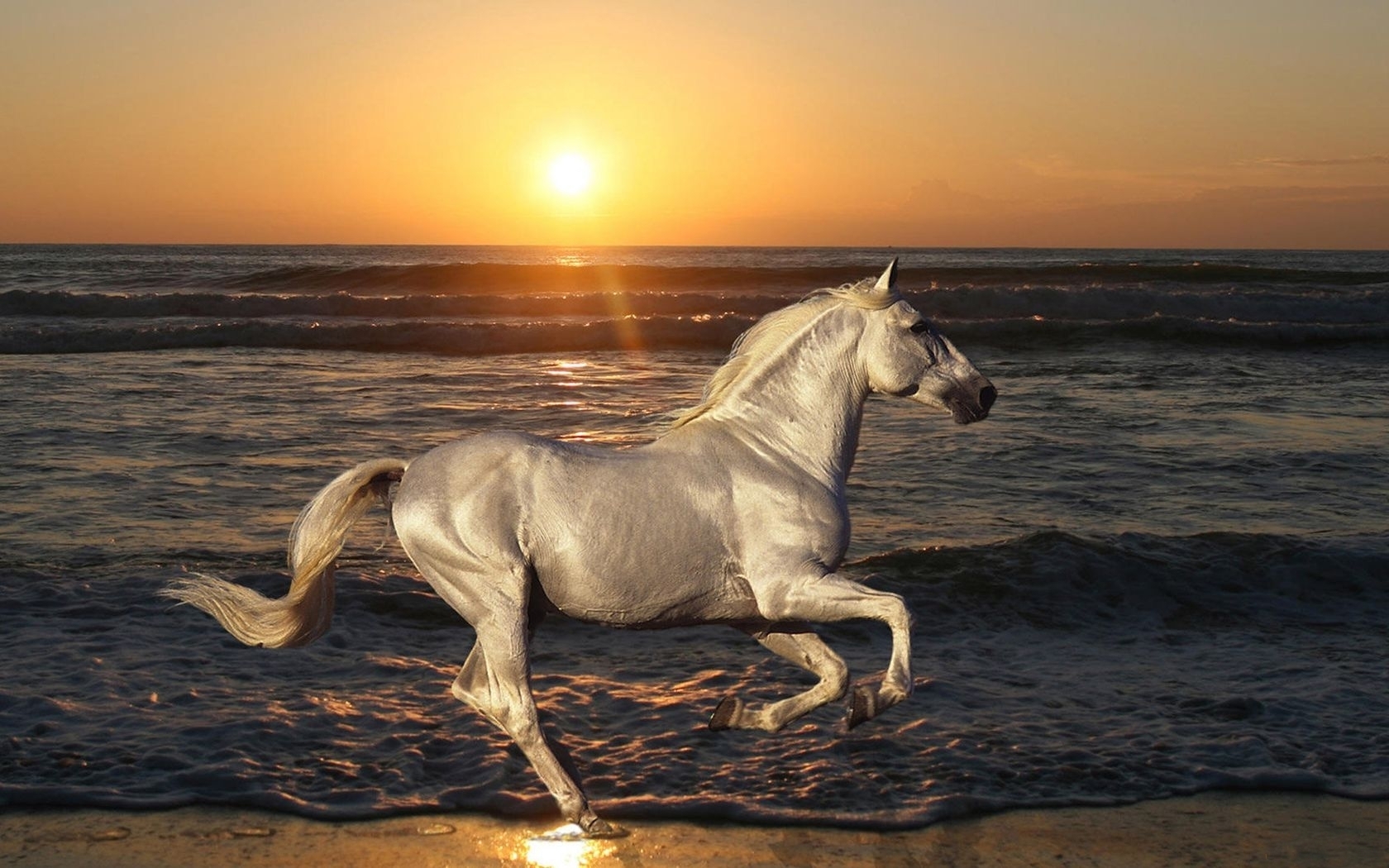 38220 descargar imagen caballos, animales, naranja: fondos de pantalla y protectores de pantalla gratis