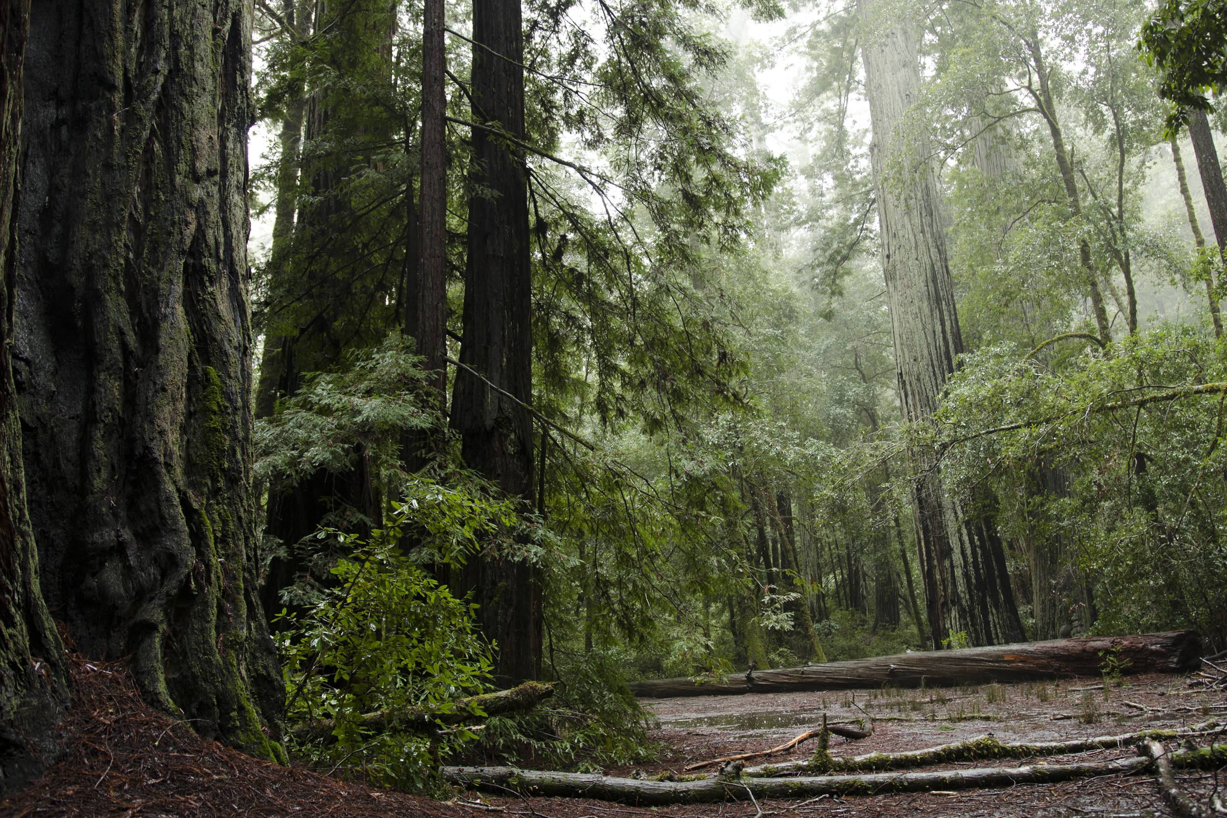 Descarga gratuita de fondo de pantalla para móvil de Bosque, Tierra/naturaleza.