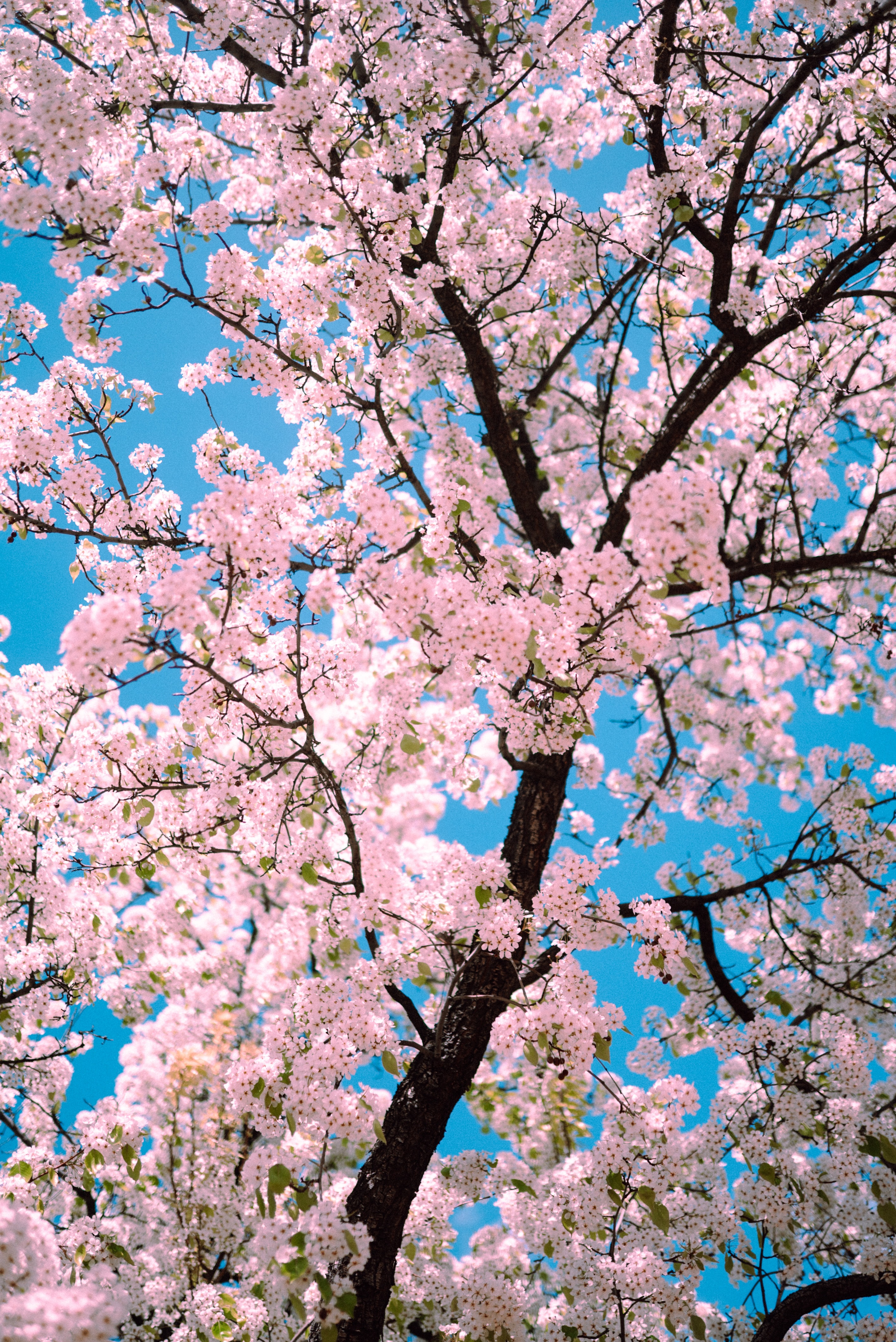 pink, flowers, sakura, wood, tree, branches, spring for Windows