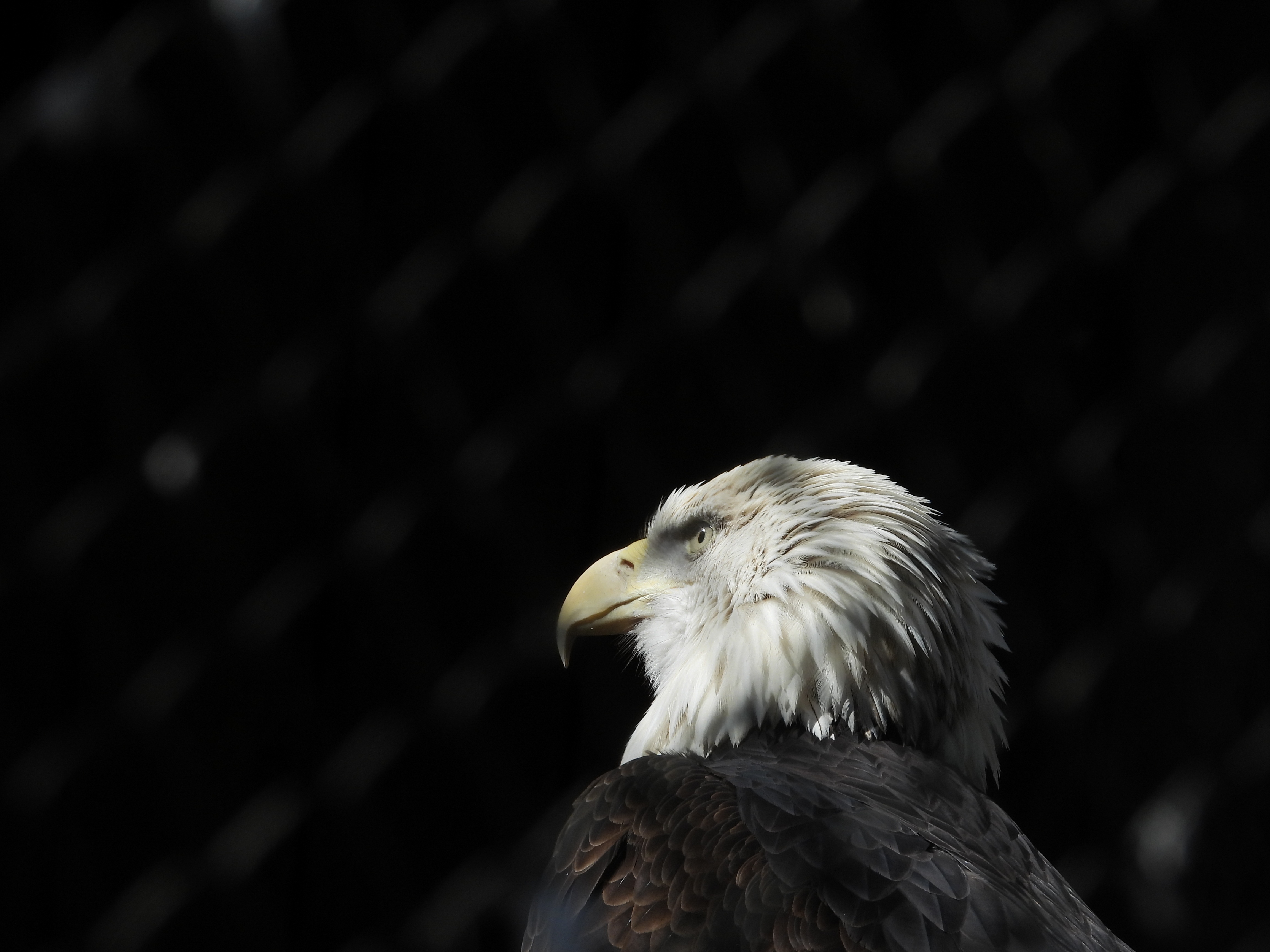eagle, white headed eagle, animals, feather, bird, beak, predator, bald eagle HD wallpaper
