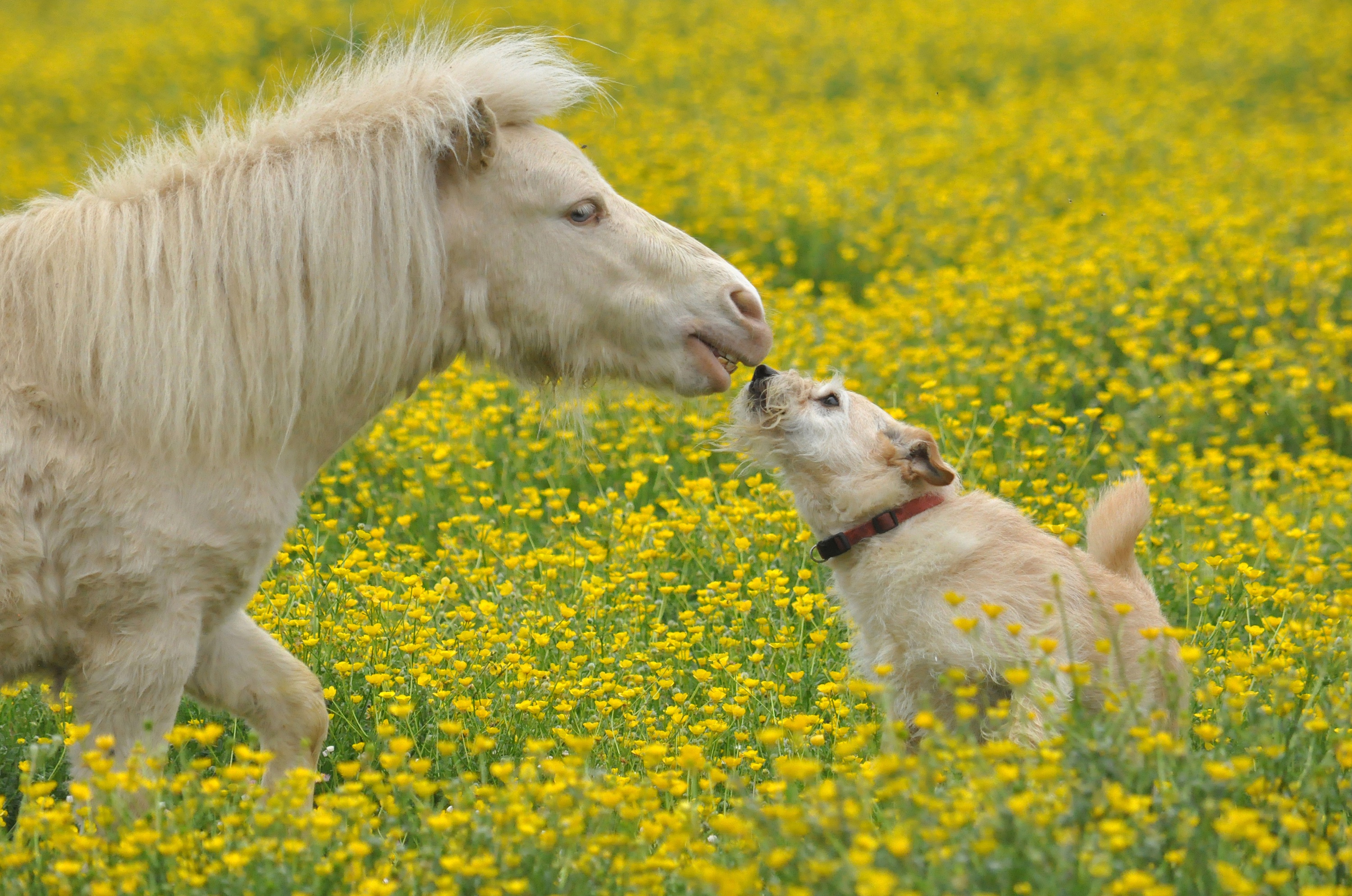 無料モバイル壁紙動物, 馬, 花, 犬, 可愛い, 牧草地, ポニーをダウンロードします。