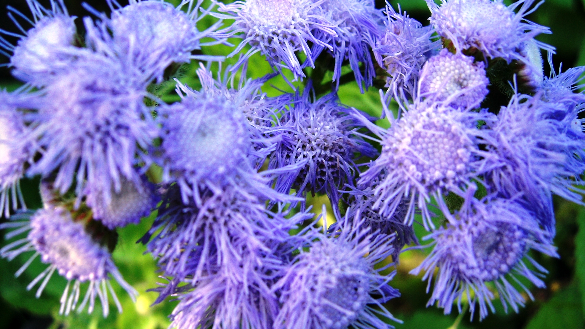 Descarga gratuita de fondo de pantalla para móvil de Flores, Flor, Tierra/naturaleza.