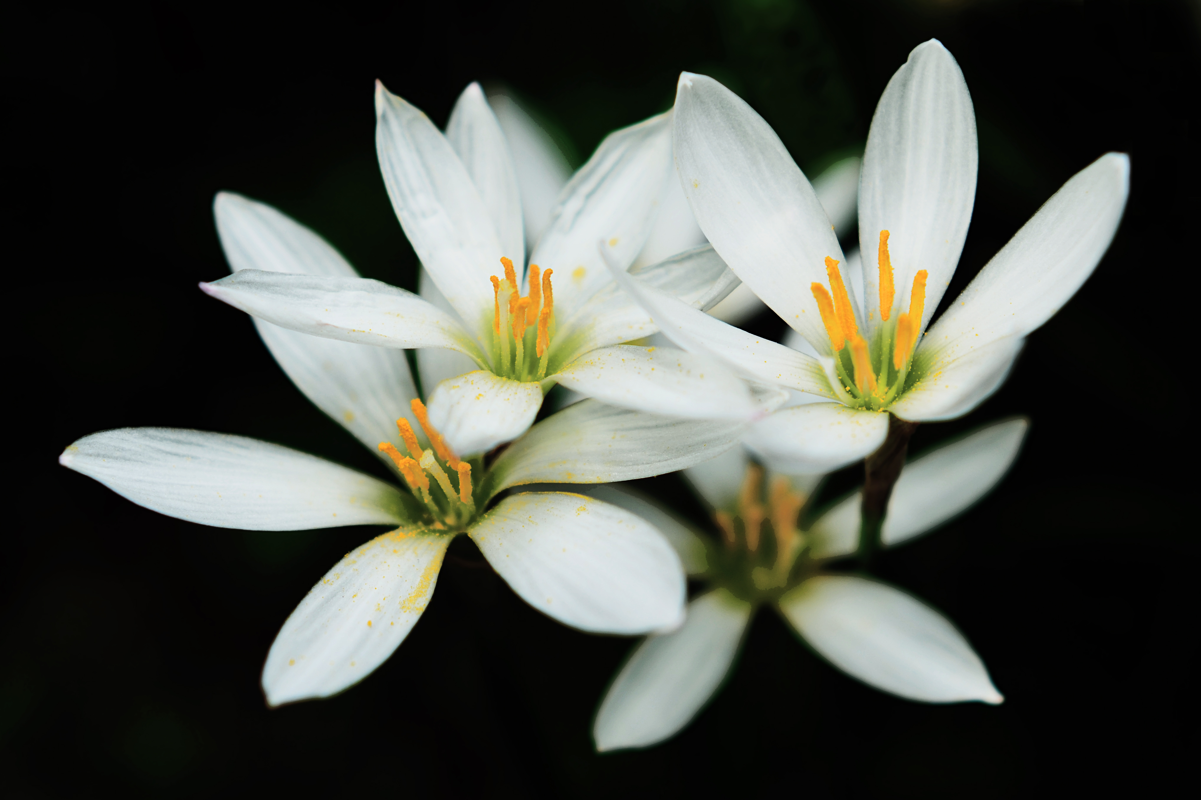 Download mobile wallpaper White Rain Lily, Lily, Macro, Flowers, Flower, Earth for free.