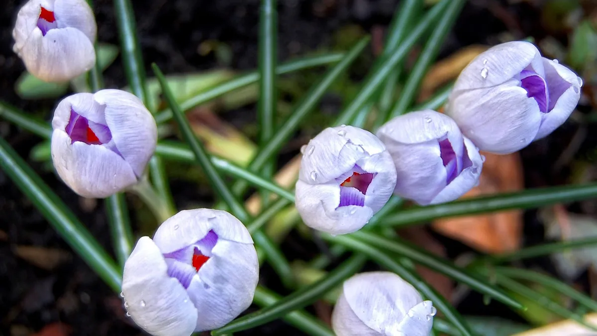 Pc Wallpaper Computer Design Desktop wallpaper: Earth, Tulip, Flower, Flowers 4K free download for ...