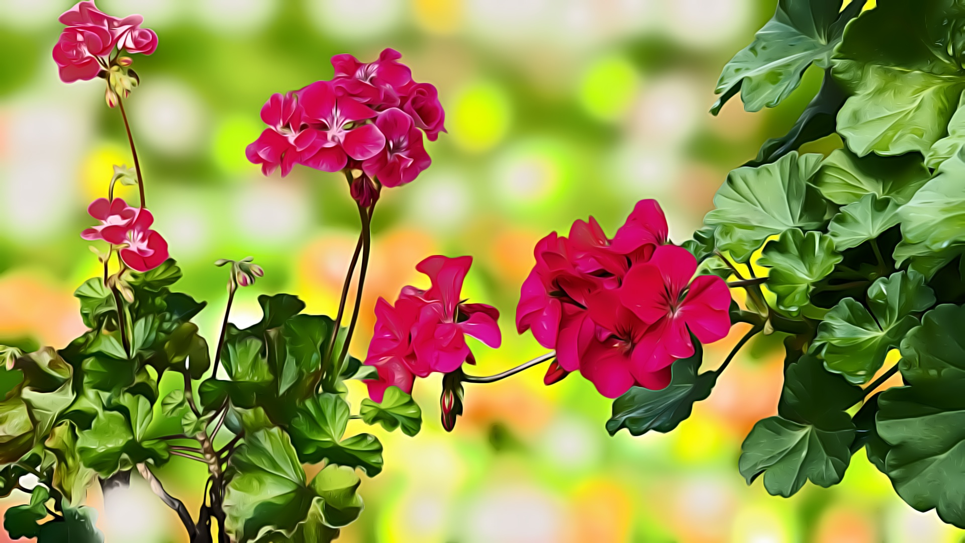 493906 télécharger l'image fleurs, terre/nature, géranium, bokeh, fleur - fonds d'écran et économiseurs d'écran gratuits