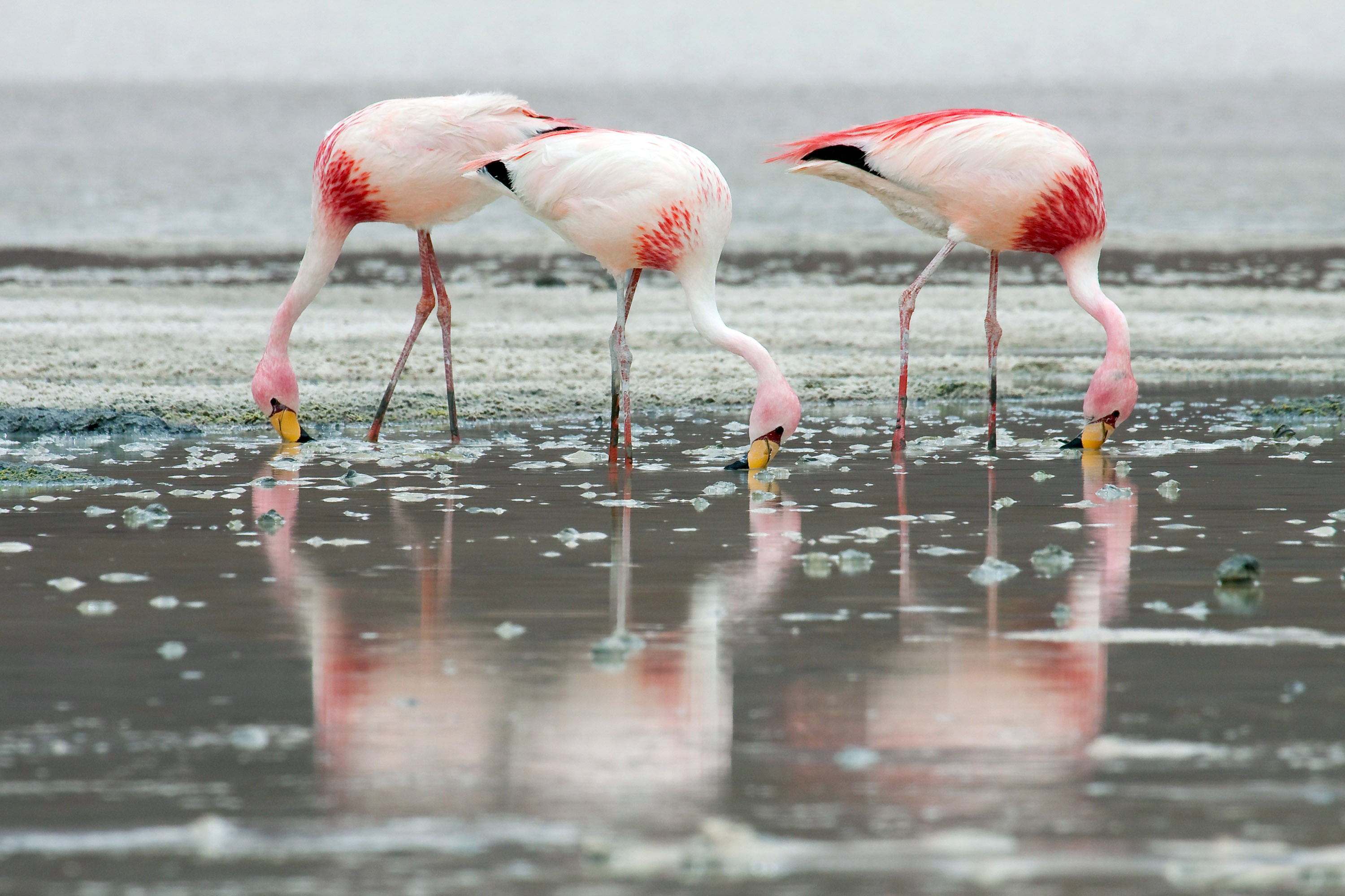 302218 baixar imagens animais, flamingo, aves - papéis de parede e protetores de tela gratuitamente