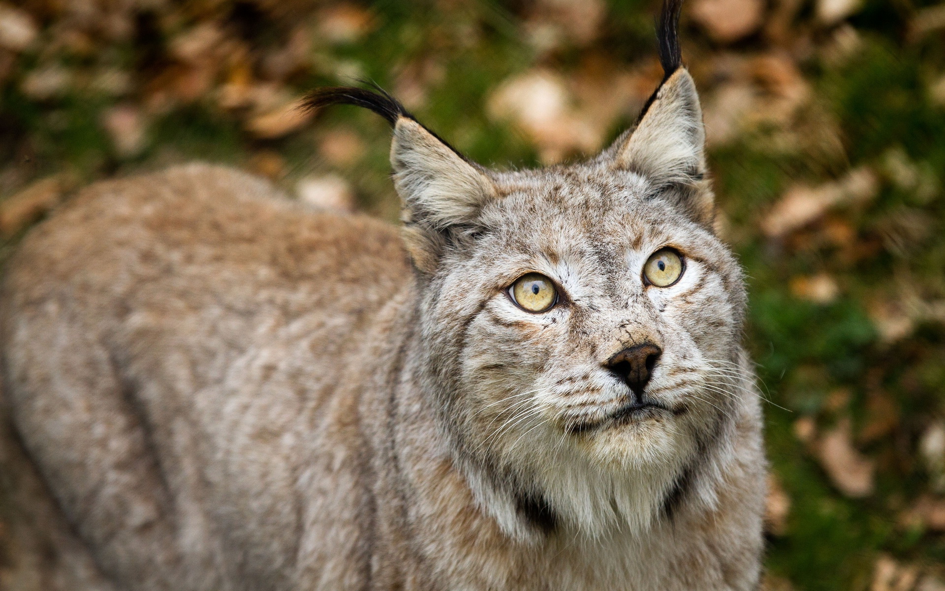 Descarga gratuita de fondo de pantalla para móvil de Lince, Gatos, Animales.