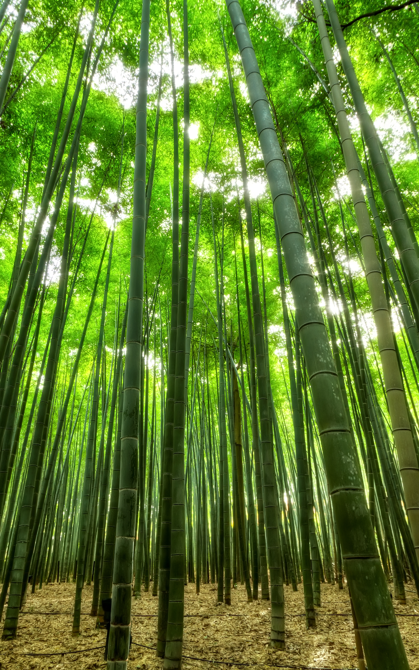 Download mobile wallpaper Earth, Bamboo for free.