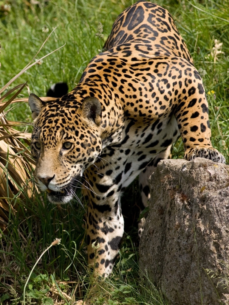 Handy-Wallpaper Tiere, Katzen, Jaguar kostenlos herunterladen.