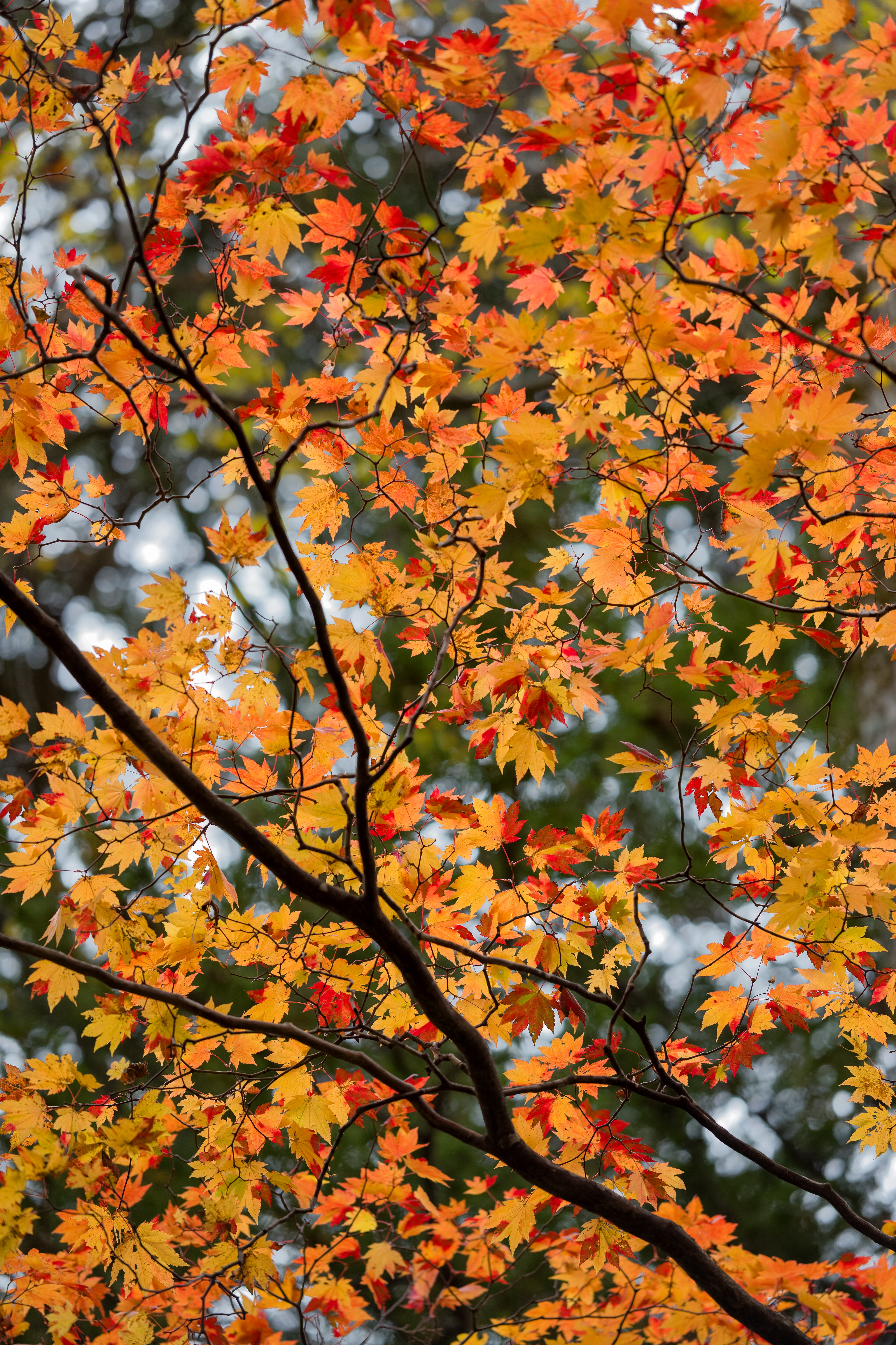 Скачать картинку Дерево, Ветки, Природа, Клен, Листья, Осень в телефон бесплатно.