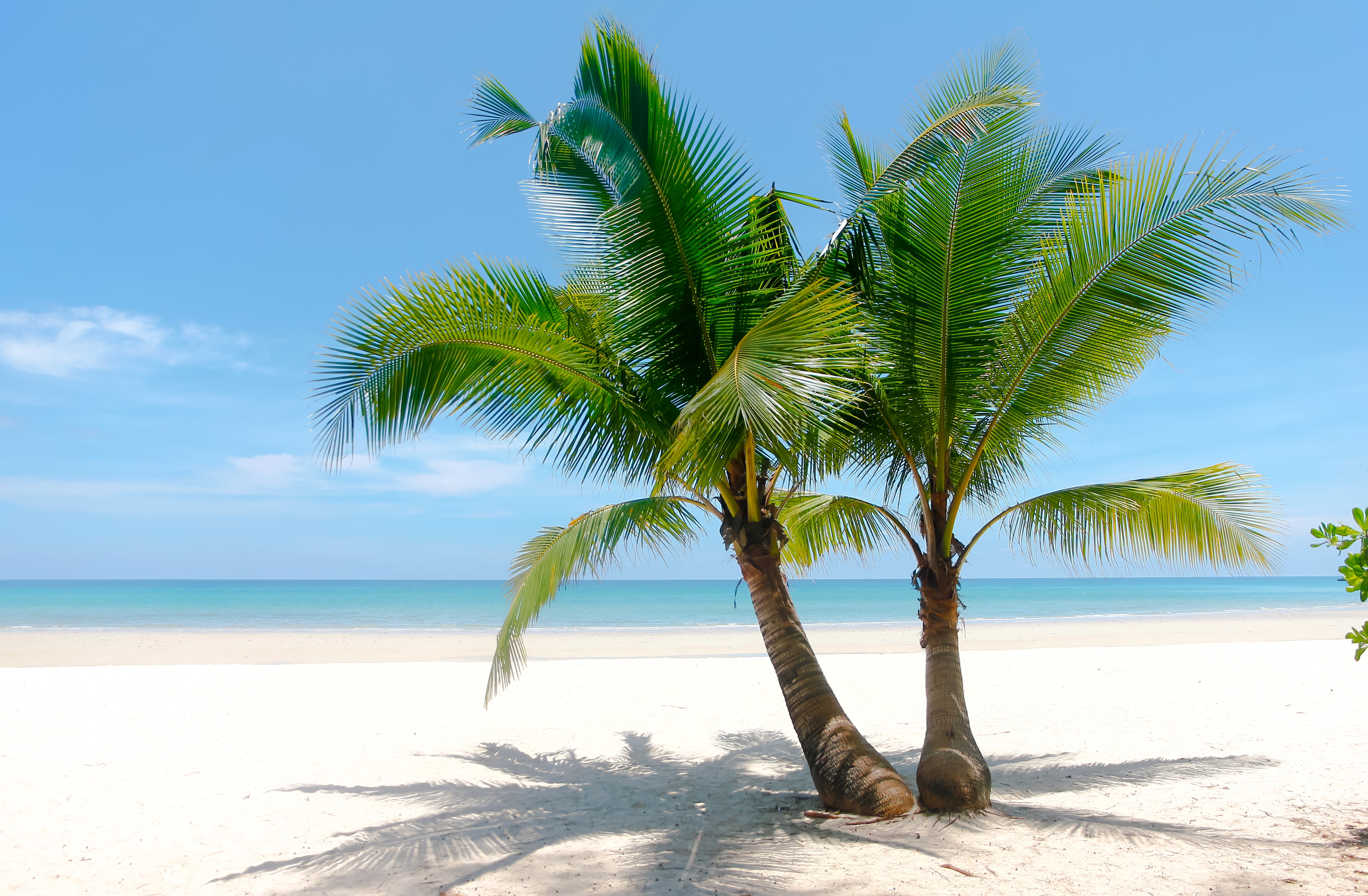 Laden Sie das Palme, Erde/natur-Bild kostenlos auf Ihren PC-Desktop herunter