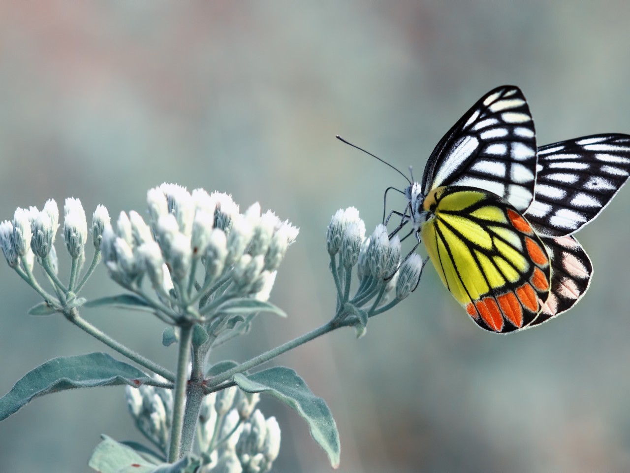 Laden Sie das Tiere, Schmetterlinge-Bild kostenlos auf Ihren PC-Desktop herunter