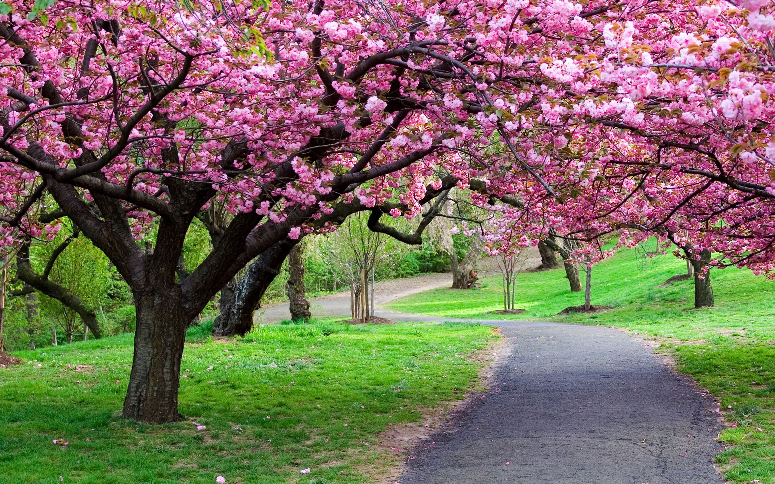 flowers, trees, nature, road, path Full HD