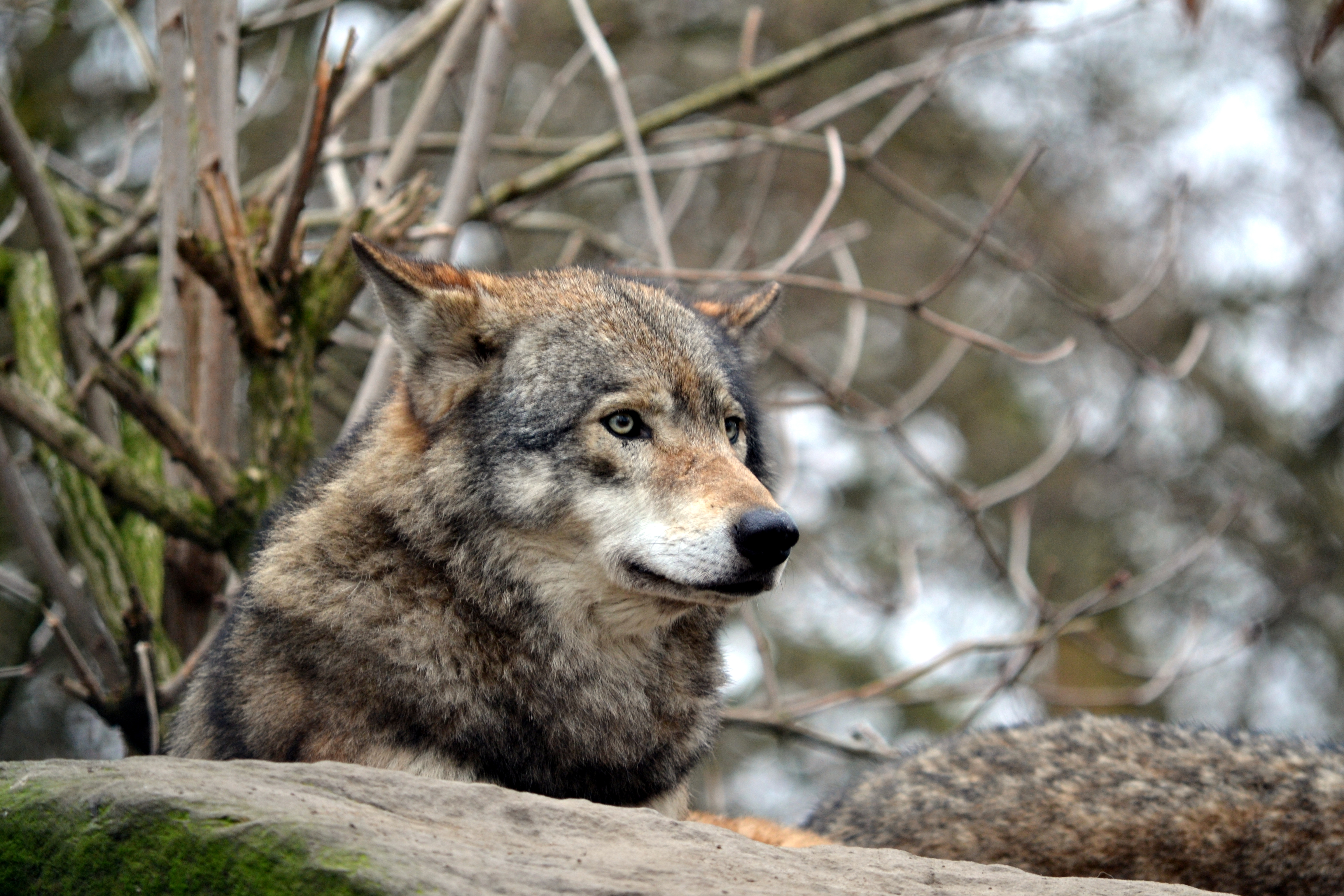 Free download wallpaper Predator, Wildlife, Animals, Grey, Wolf on your PC desktop