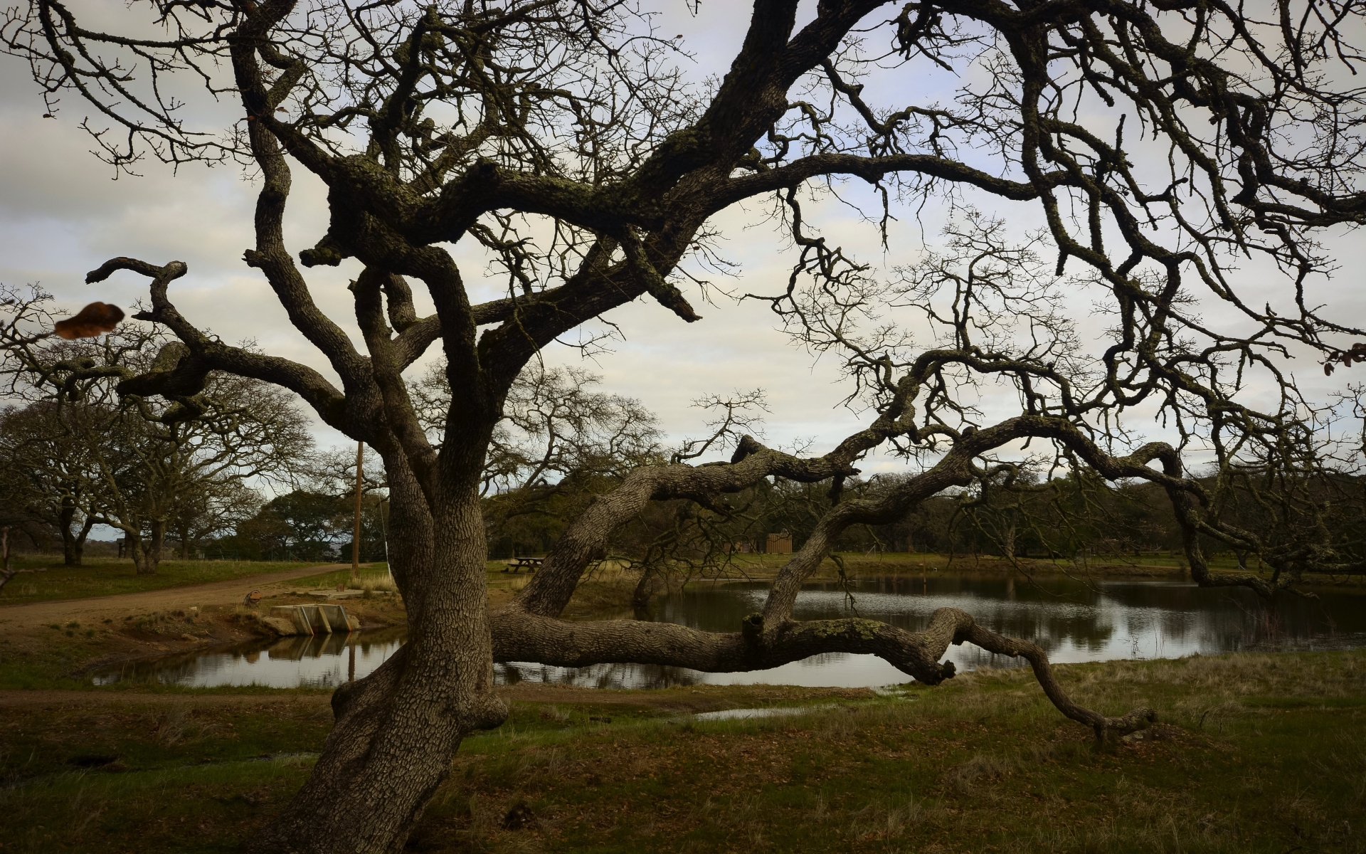Free download wallpaper Lake, Earth, Twisted Tree on your PC desktop