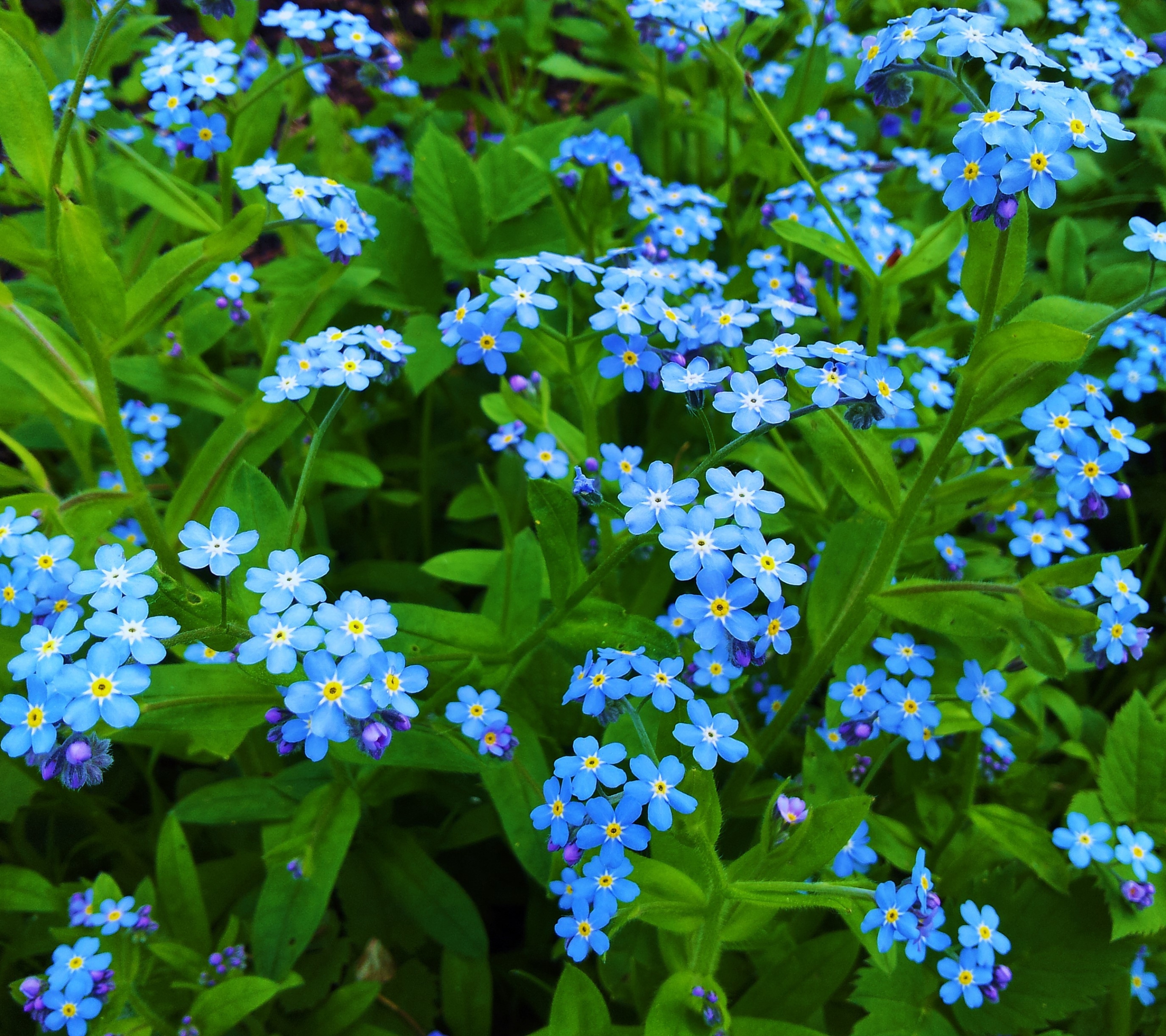 Descarga gratis la imagen Flores, Flor, Hoja, Nomeolvides, Tierra/naturaleza, Flor Azul en el escritorio de tu PC