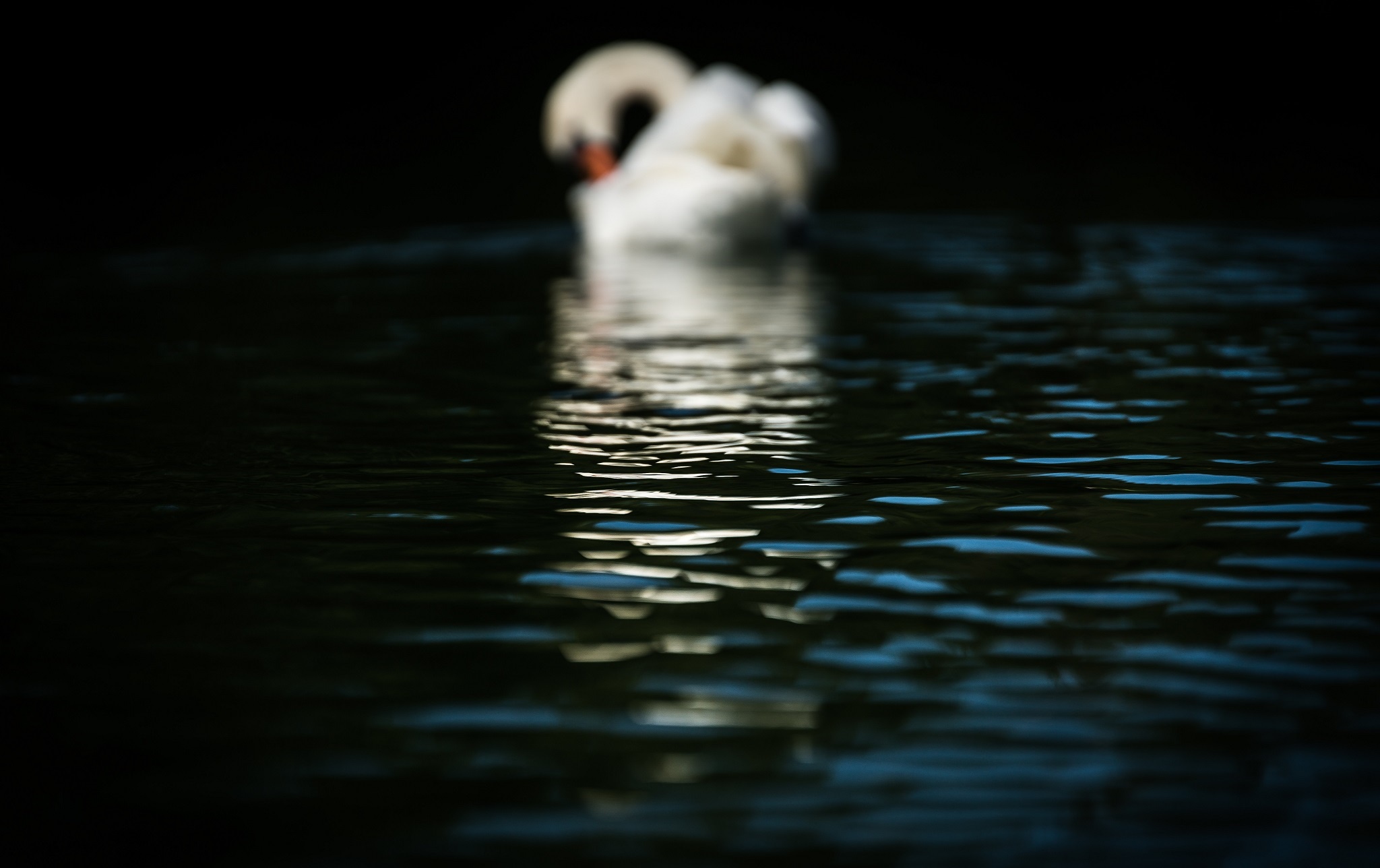 Download mobile wallpaper Birds, Animal, Swan for free.