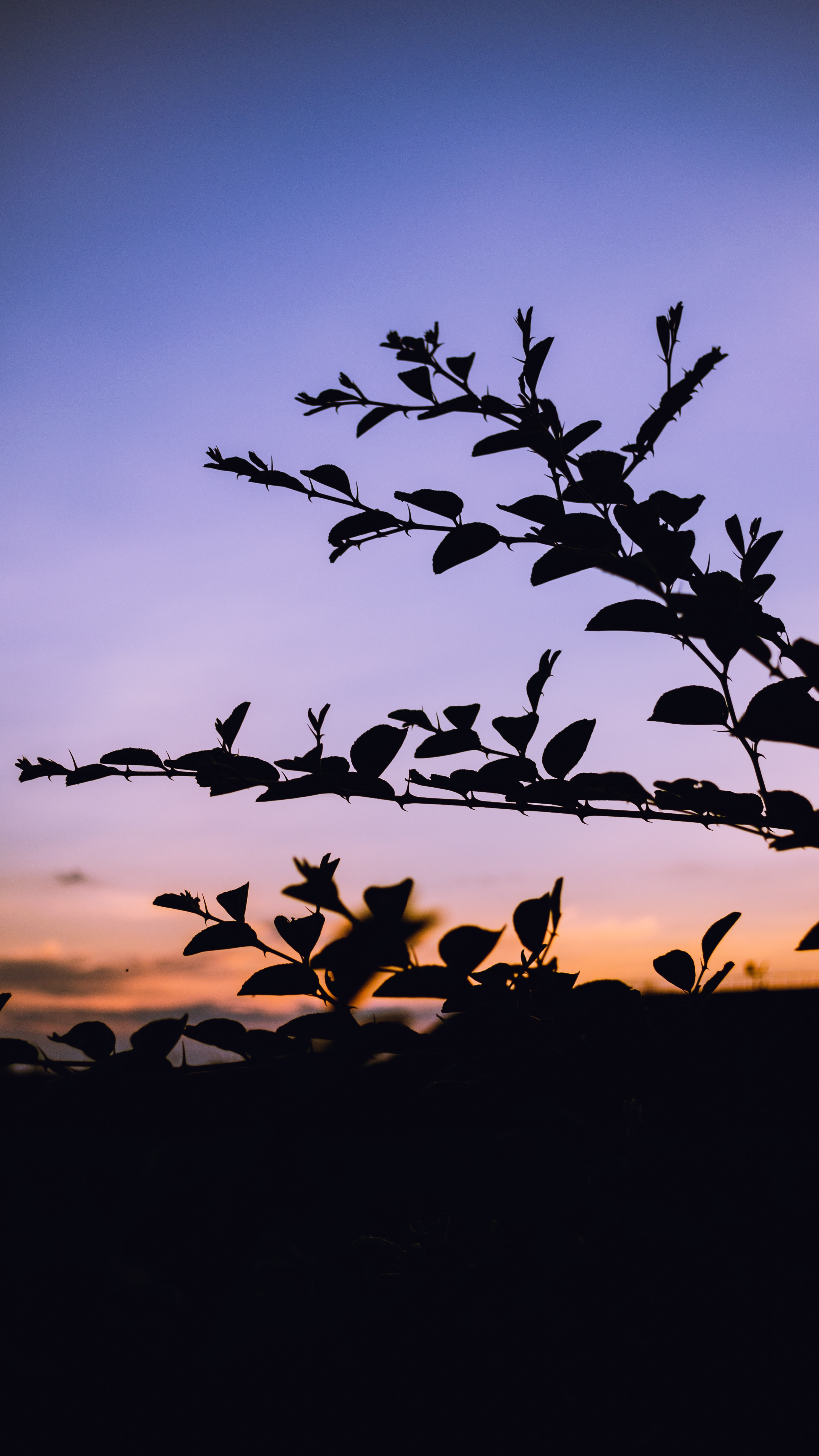 Free download wallpaper Branches, Nature, Trees, Evening, Silhouette on your PC desktop