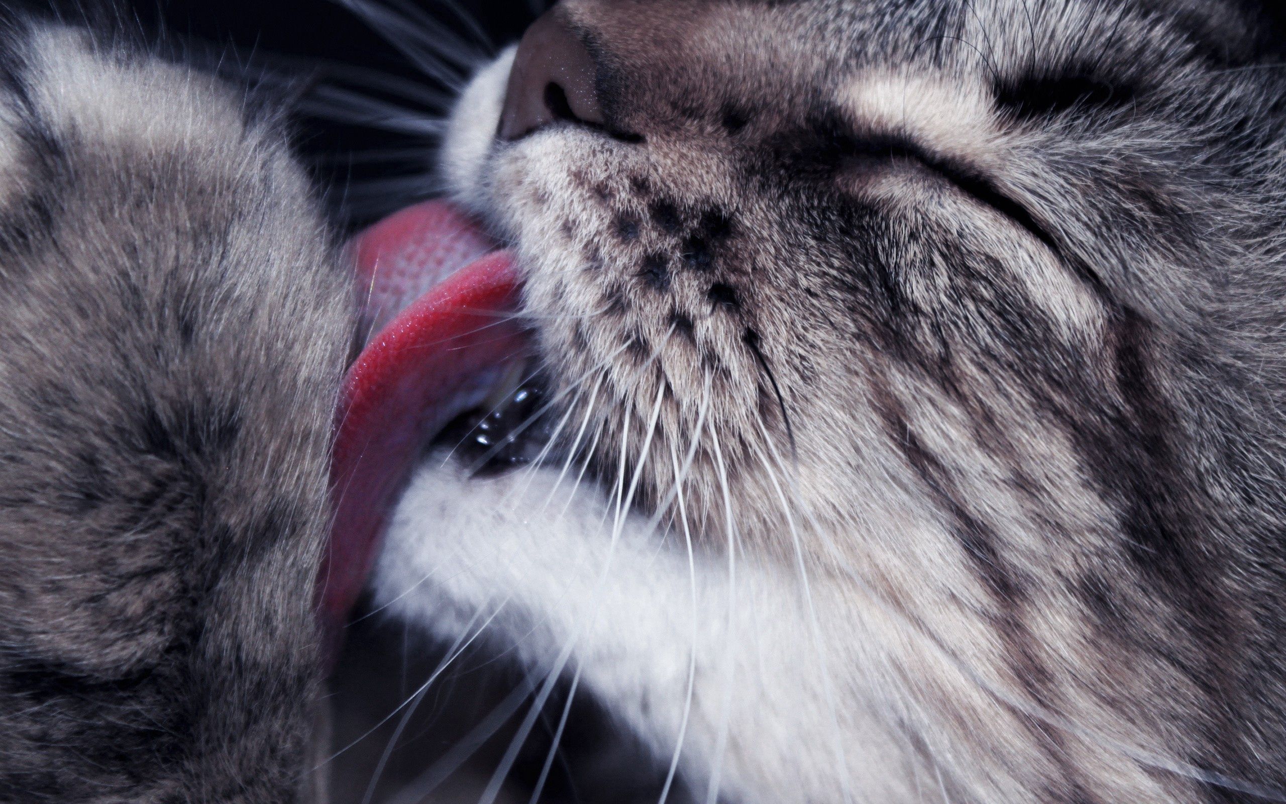 cat, animals, muzzle, close up, language, tongue, lick your lips, licking, paw
