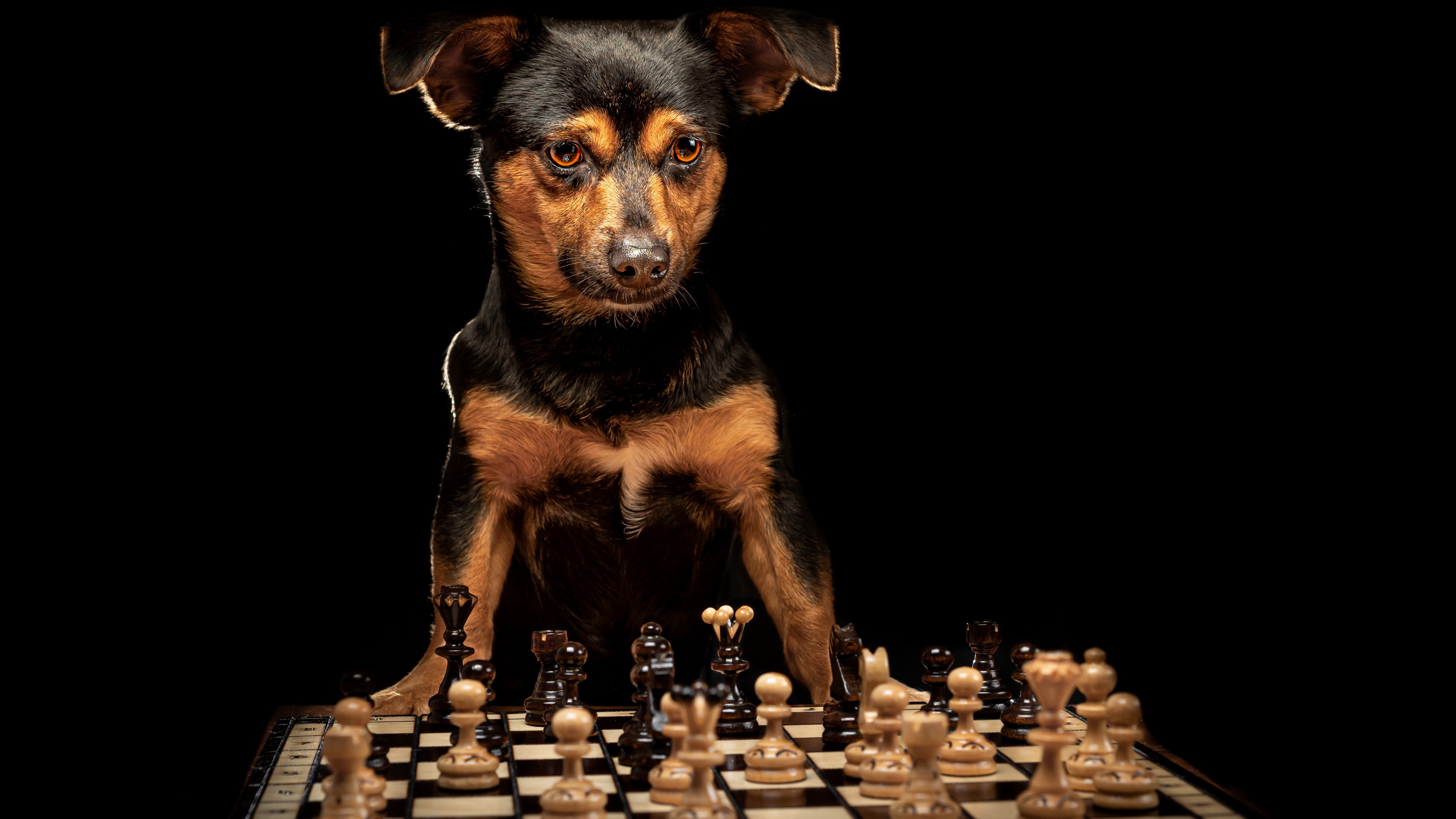 Download mobile wallpaper Dogs, Chess, Dog, Animal for free.